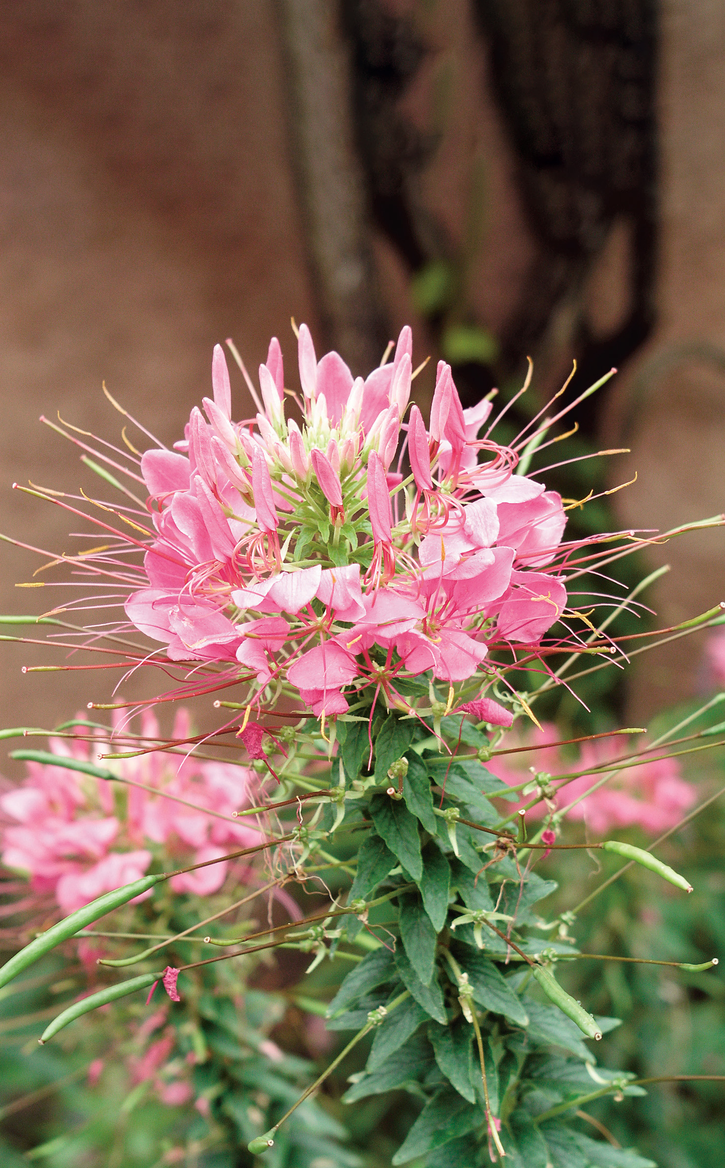Nahaufnahme der Spinnenpflanze Cleome mit filigranen rosafarbenen Blütendolden, ideal als dekorative Gruppen- und Solitärpflanze im Garten; Saatgut von Samen-Fetzer.