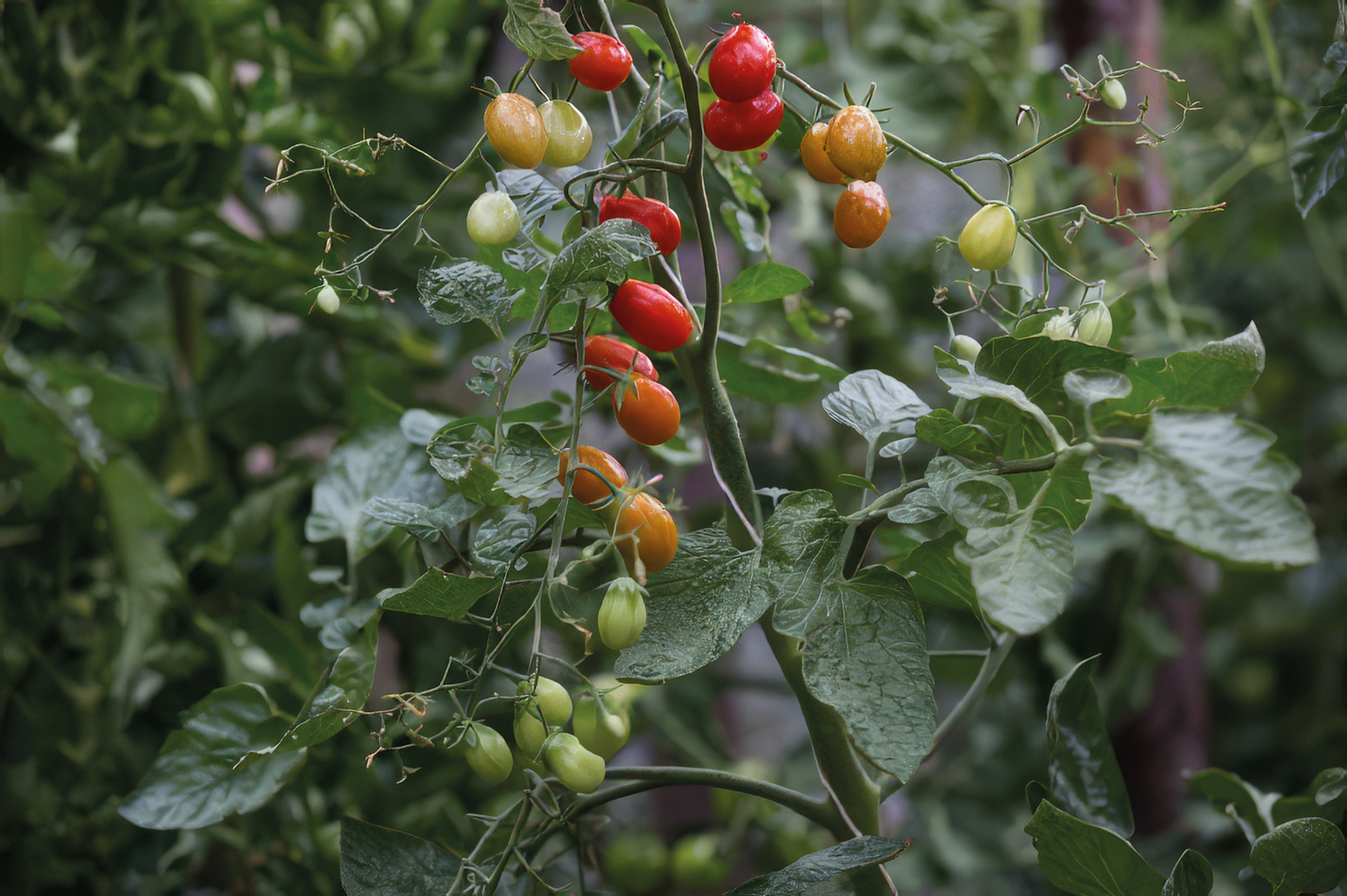 Cocktailtomate Mini-Pflaume
