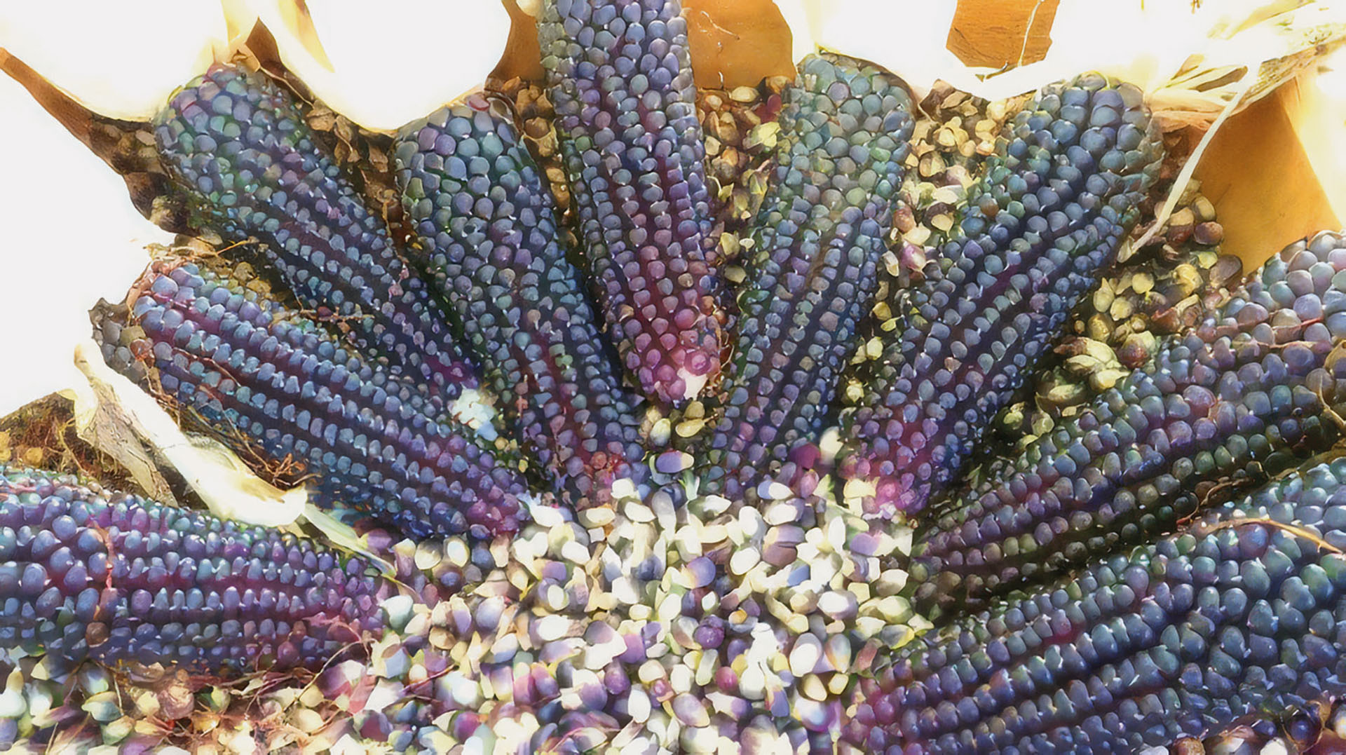 Blauer Popcorn Heavenly Blue