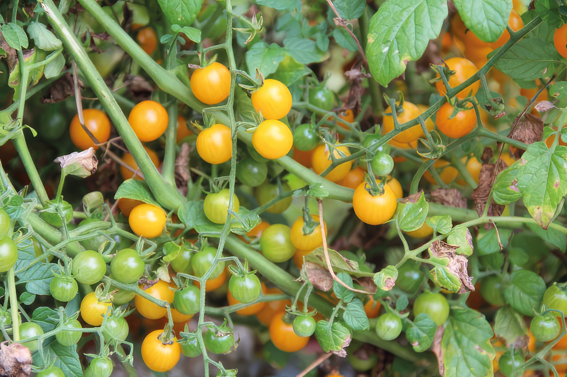 Wildtomate Goldene Johanisbeere
