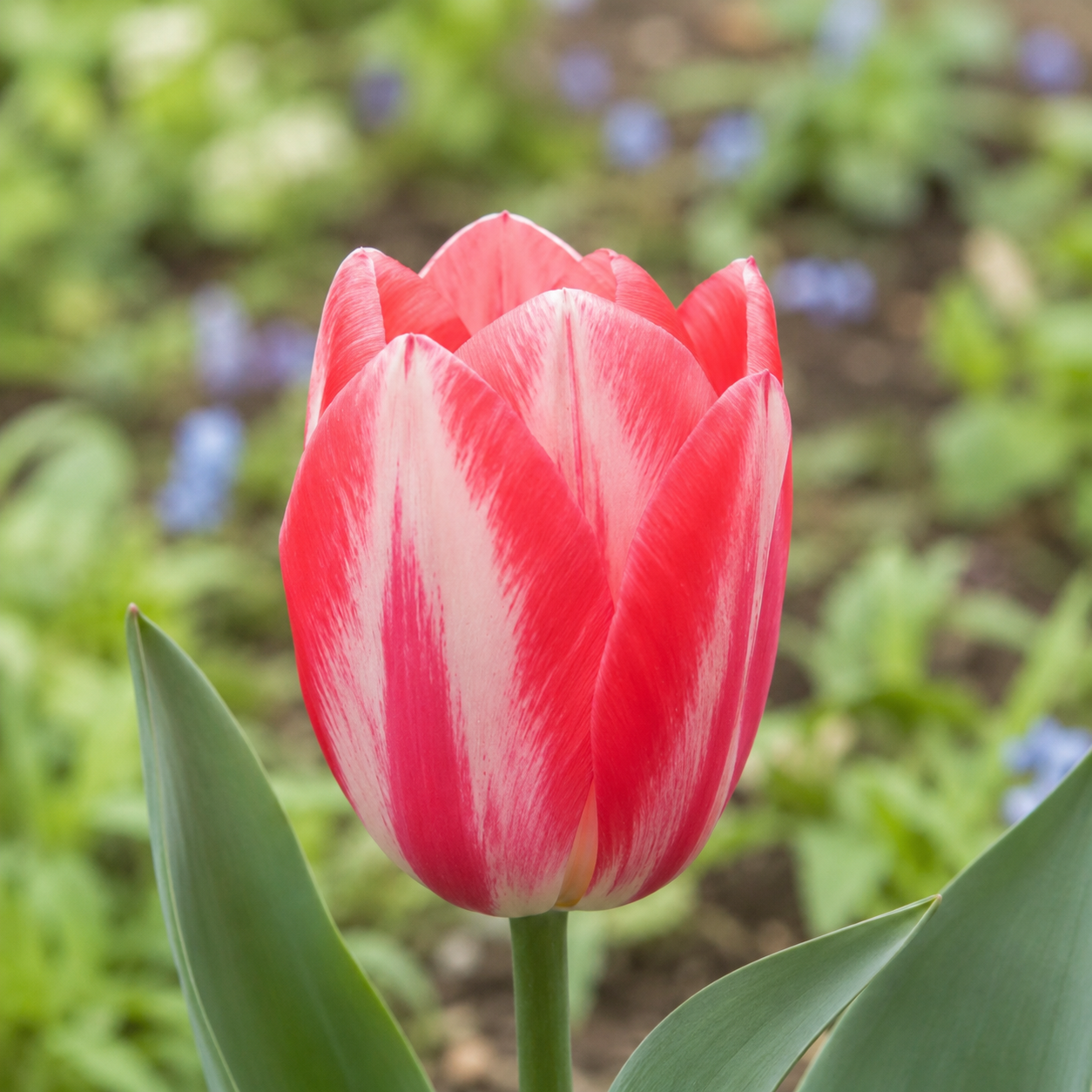 Triumph-Tulpen Spryng Break