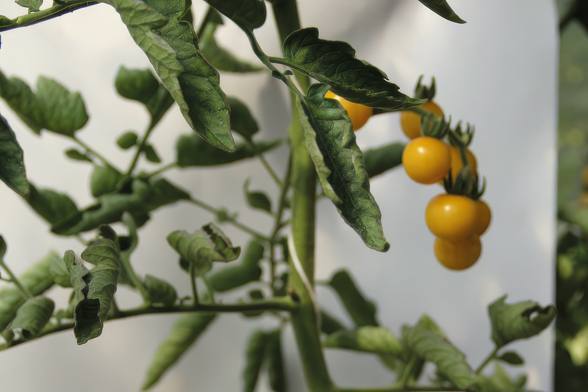 Cocktailtomate Champagner Cherry