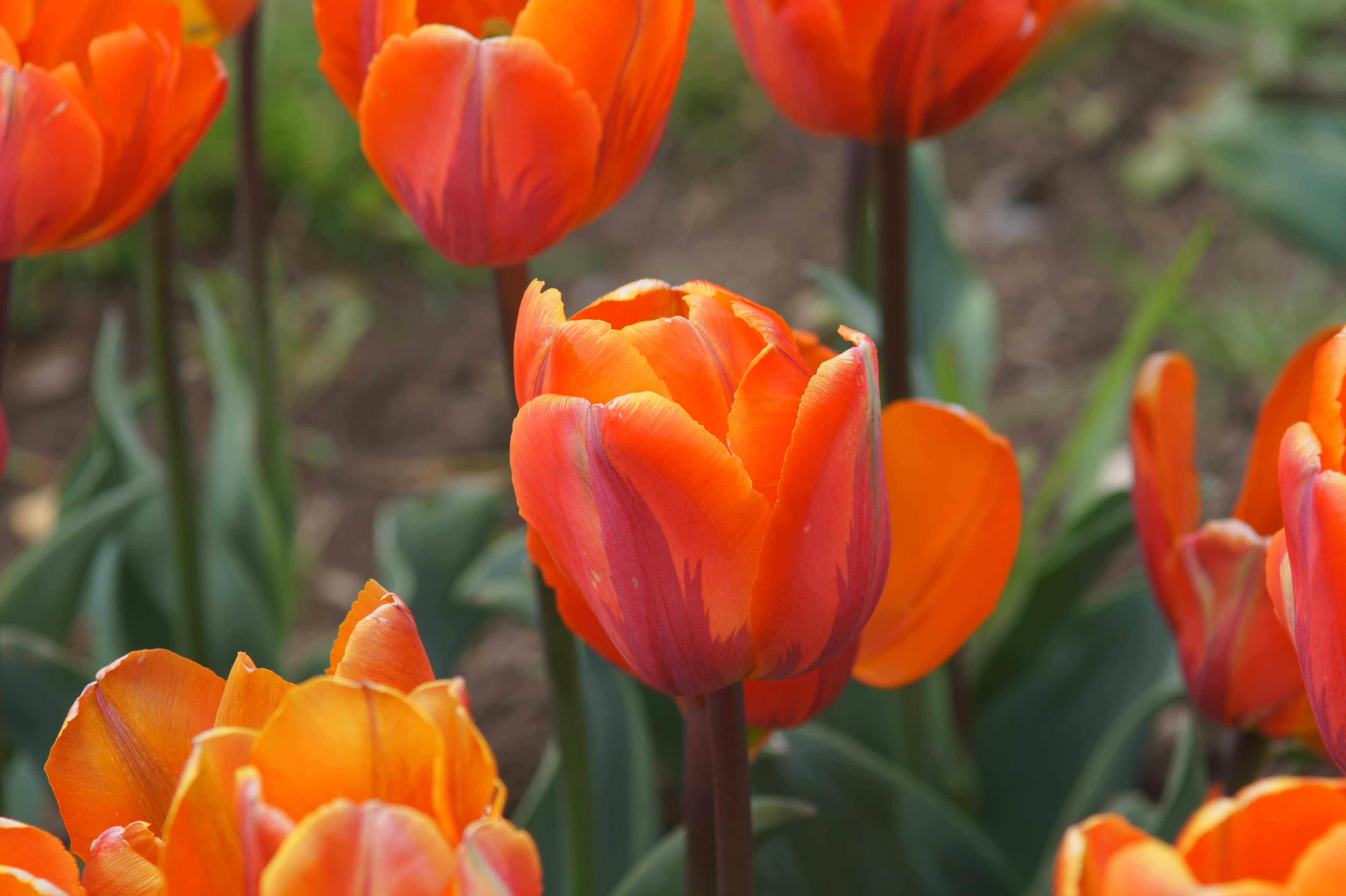 Nahaufnahme einer orange-roten Tulpenblüte im Blumenbeet mit mehreren Blüten, kräftige Orange- und Rottöne, unscharfer Hintergrund mit grünen Blättern und Erde, Frühlingsmotiv
