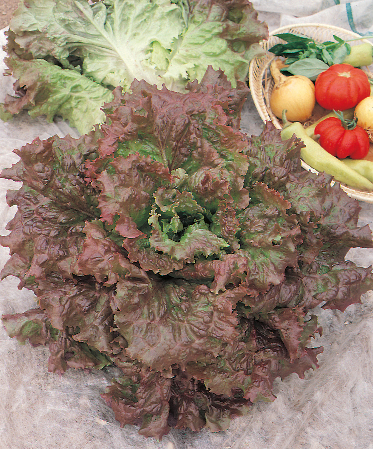 Lollo Rosso Salatkopf mit kraus gewellten rot-grünen Blättern auf Stoffunterlage, im Hintergrund ein Korb mit Tomaten und anderem Gemüse