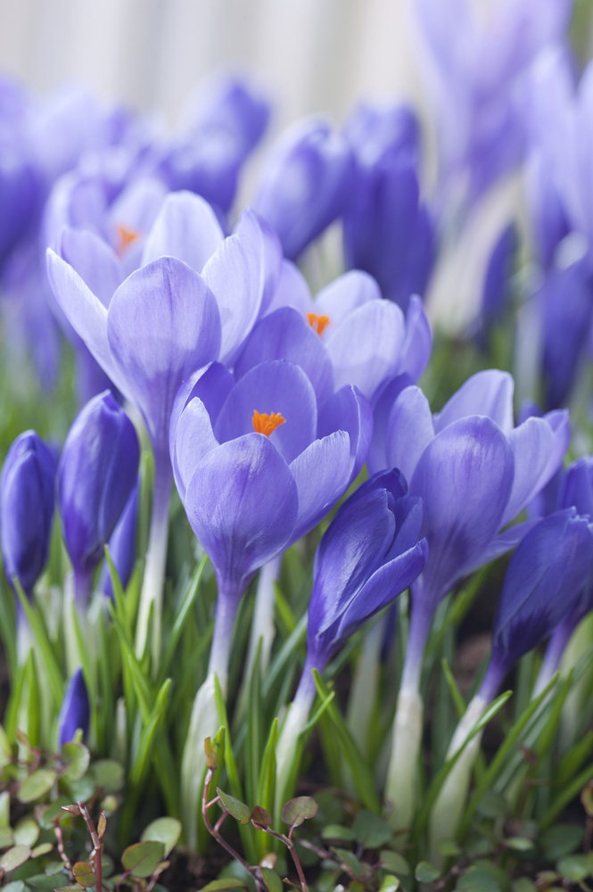 Nahaufnahme von violetten Krokussen mit orangefarbenen Blütenstempeln, grünen Blättern und Erde im Vordergrund, ideal für Frühlingsdekoration oder Gartengestaltung