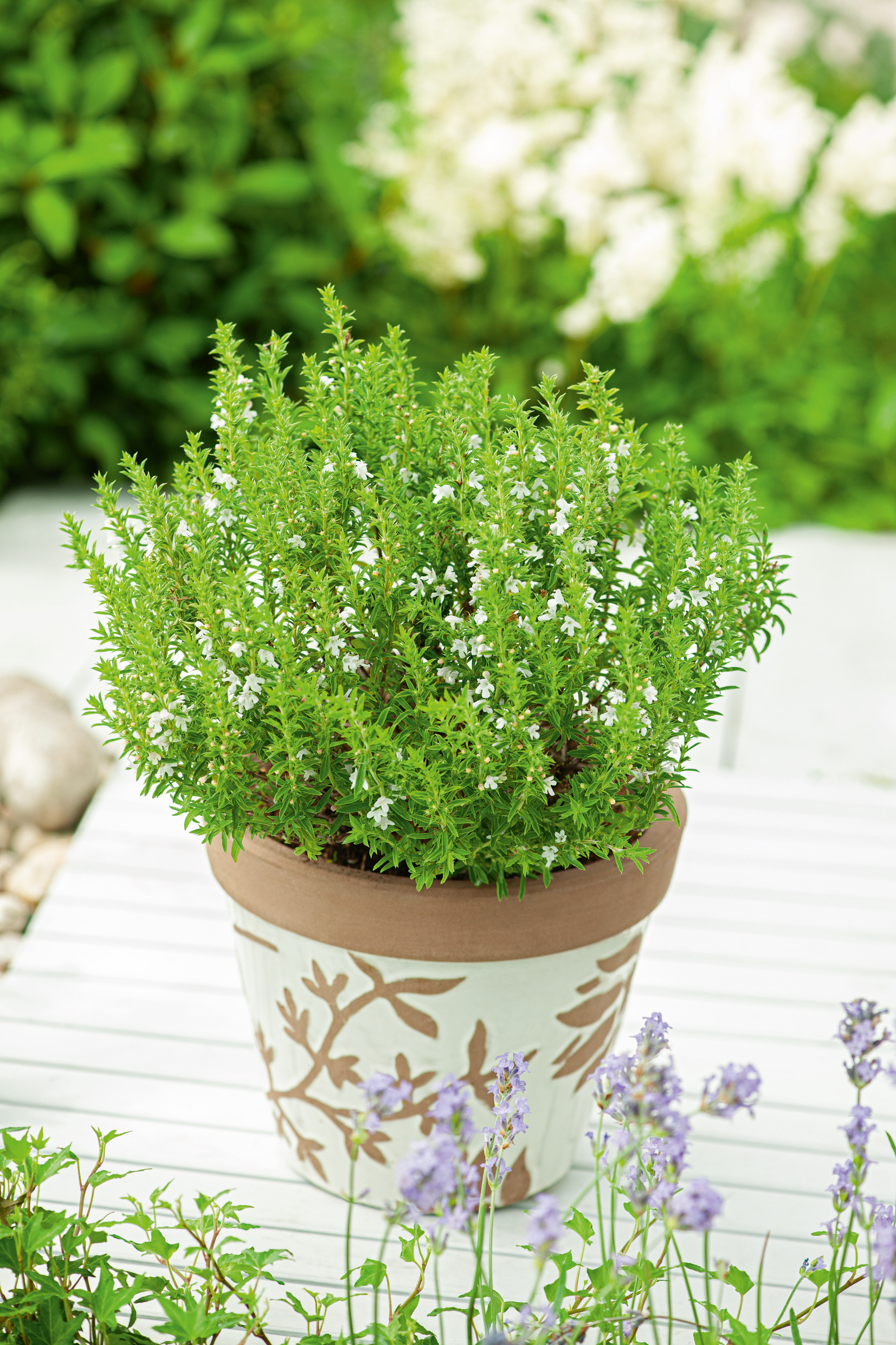 Vorderansicht eines weiß bemalten Terrakottatopfs mit braunem Rand, gefüllt mit einer buschigen grünen Zierpflanze mit zahlreichen kleinen weißen Blüten, auf einer weißen Holzfläche, lila Blüten im Vordergrund.