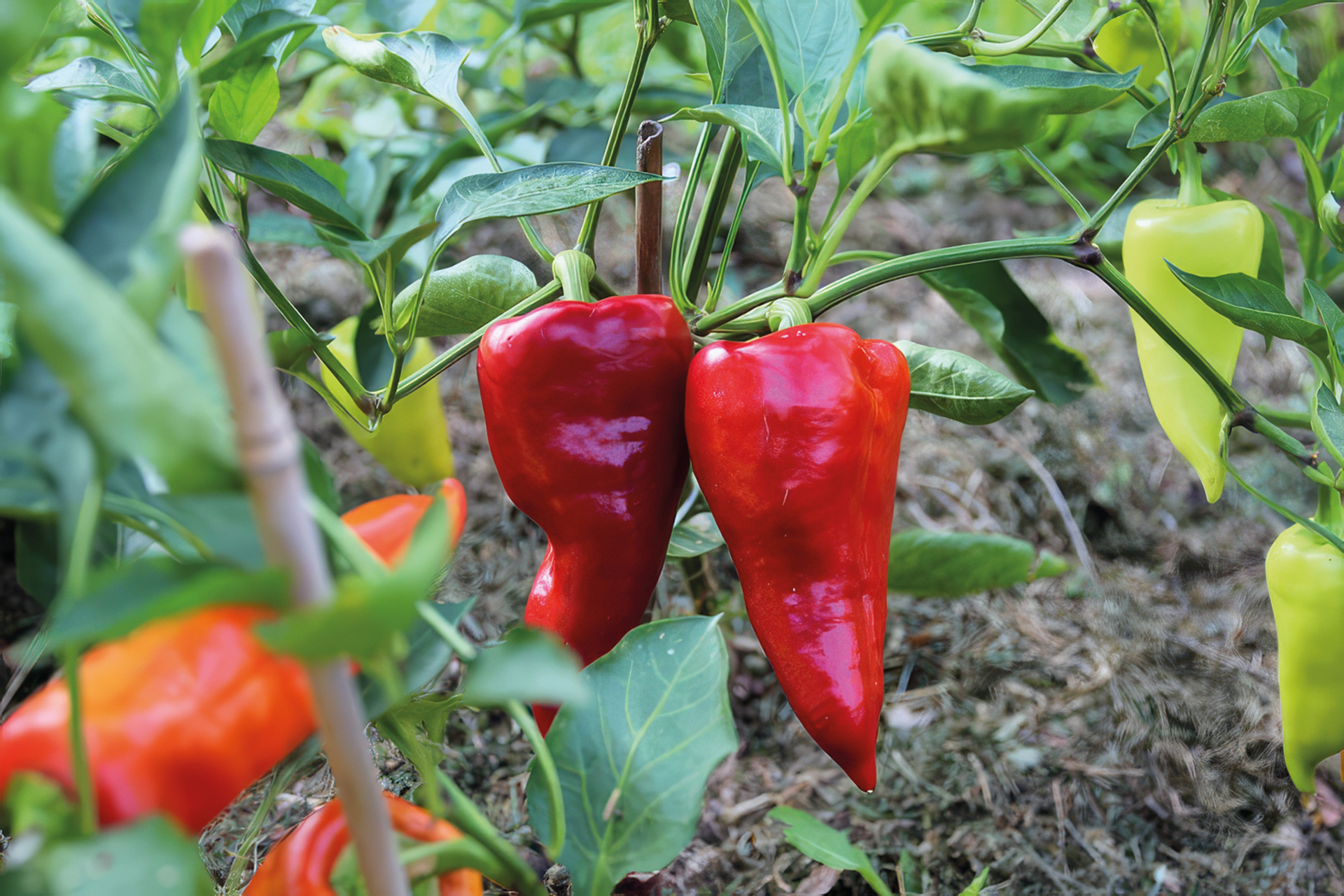 Paprika Roter Augsburger