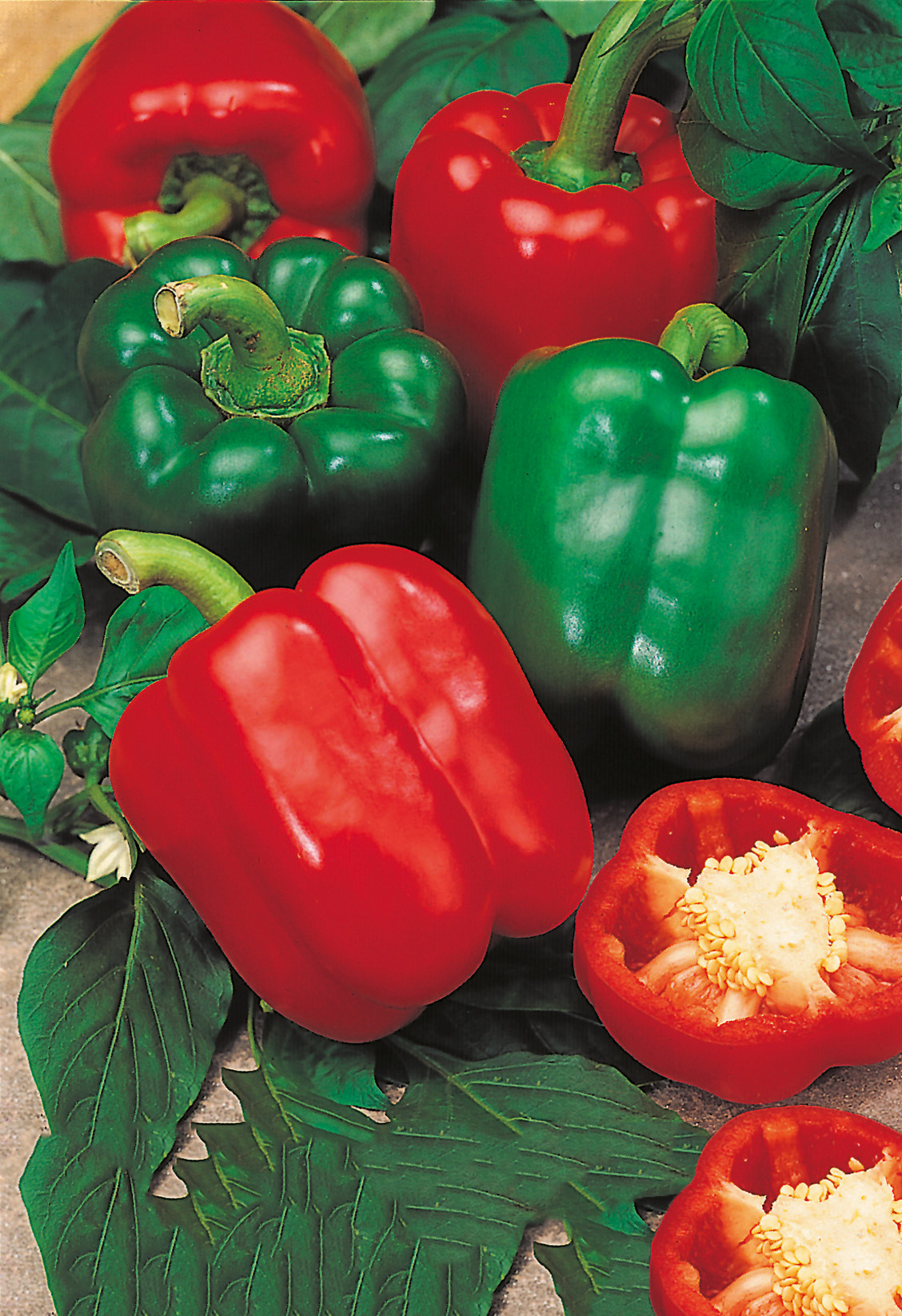 Rote und grüne Paprika auf grünen Blättern, ganze und halbierte Exemplare mit sichtbaren Samen und glänzender Schale