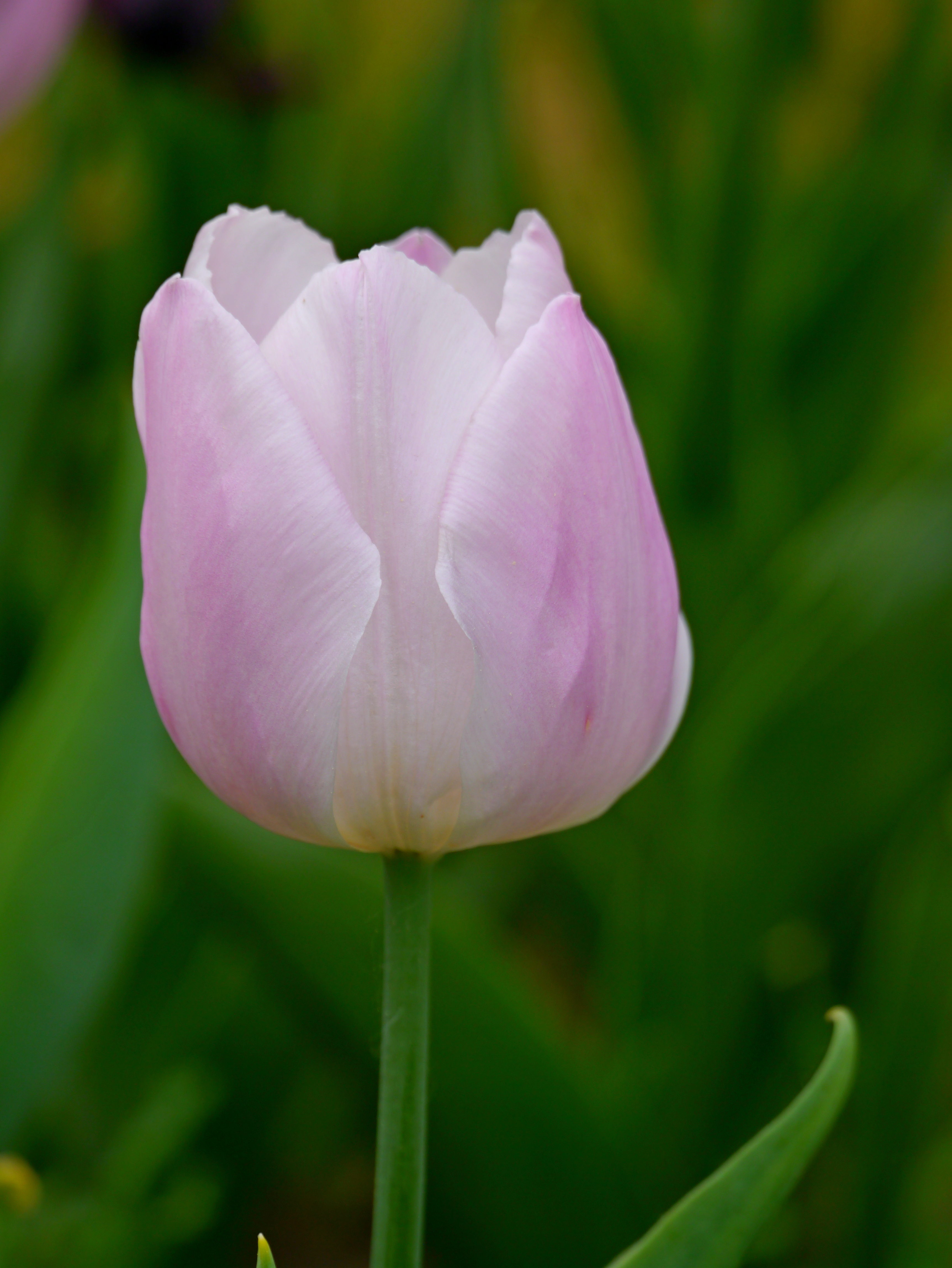 Nahaufnahme einer hellrosa Tulpenblüte mit geschlossenem Kelch auf unscharfem grünem Hintergrund