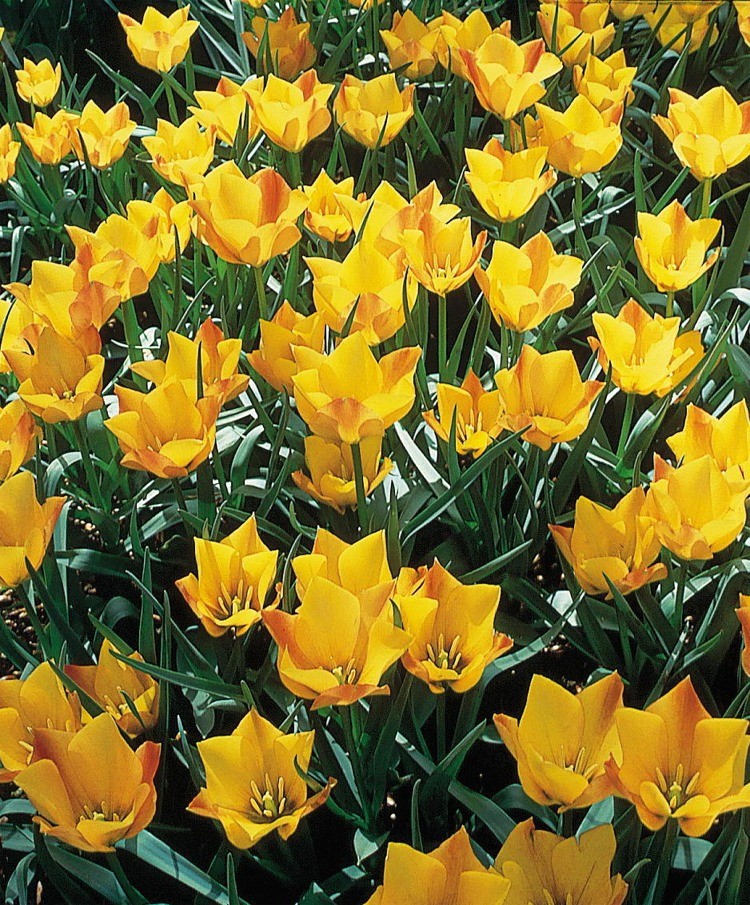 Nahaufnahme eines Blumenbeets mit zahlreichen leuchtend gelben Tulpen und grünem Laub