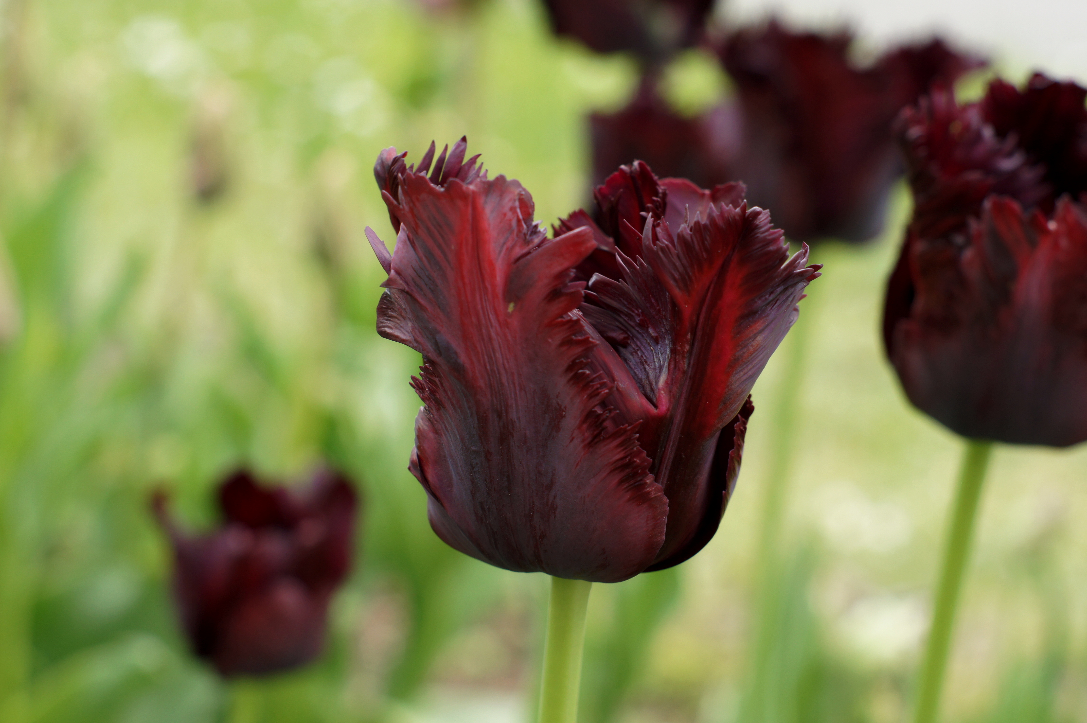 Papagei-Tulpen Black Parrot