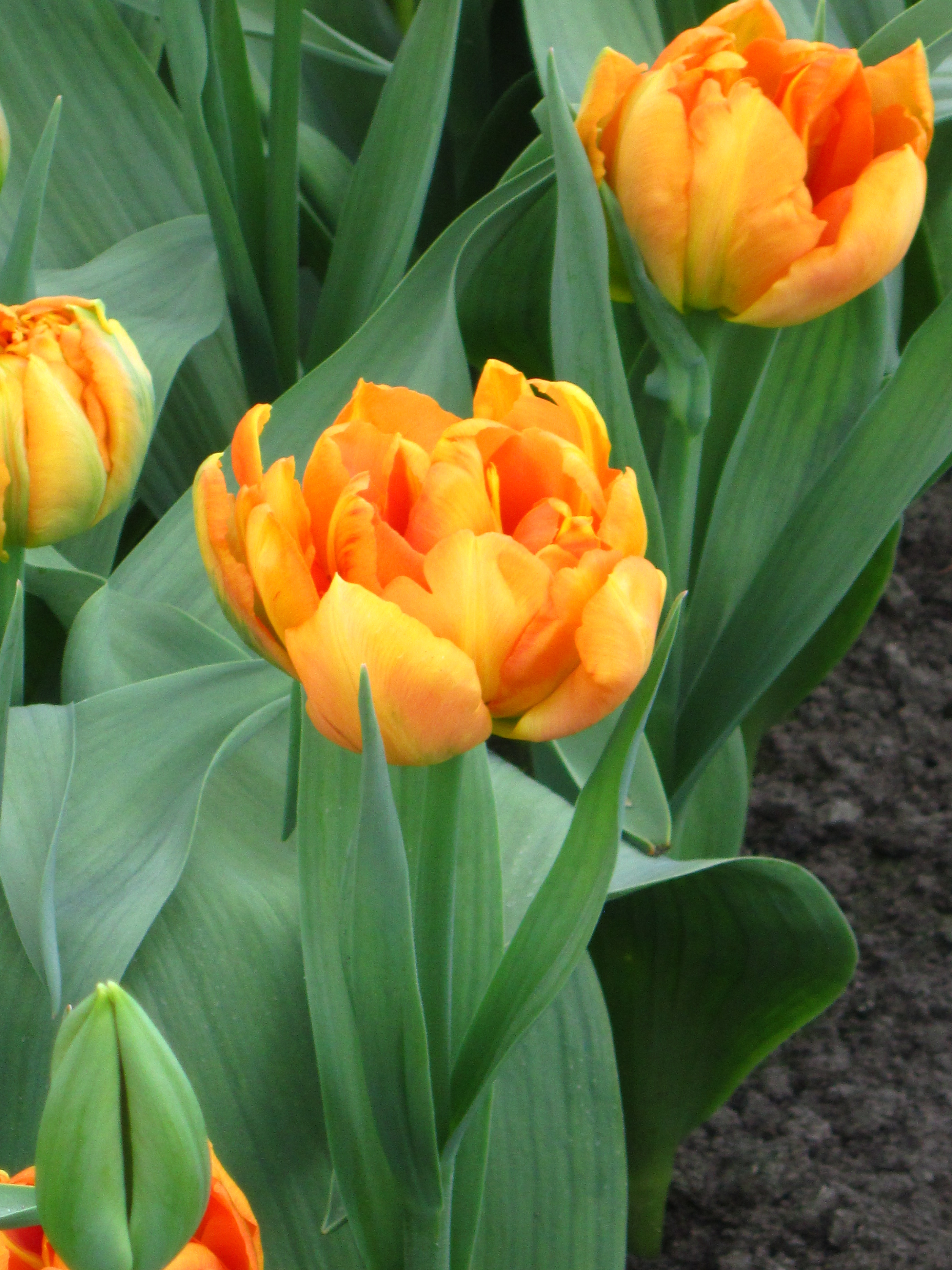 Nahaufnahme von gefüllten orangefarbenen Tulpen mit grünen Blättern im Beet