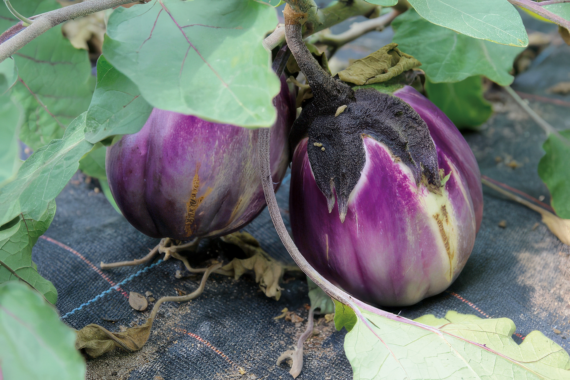 Aubergine Italian Bicolour