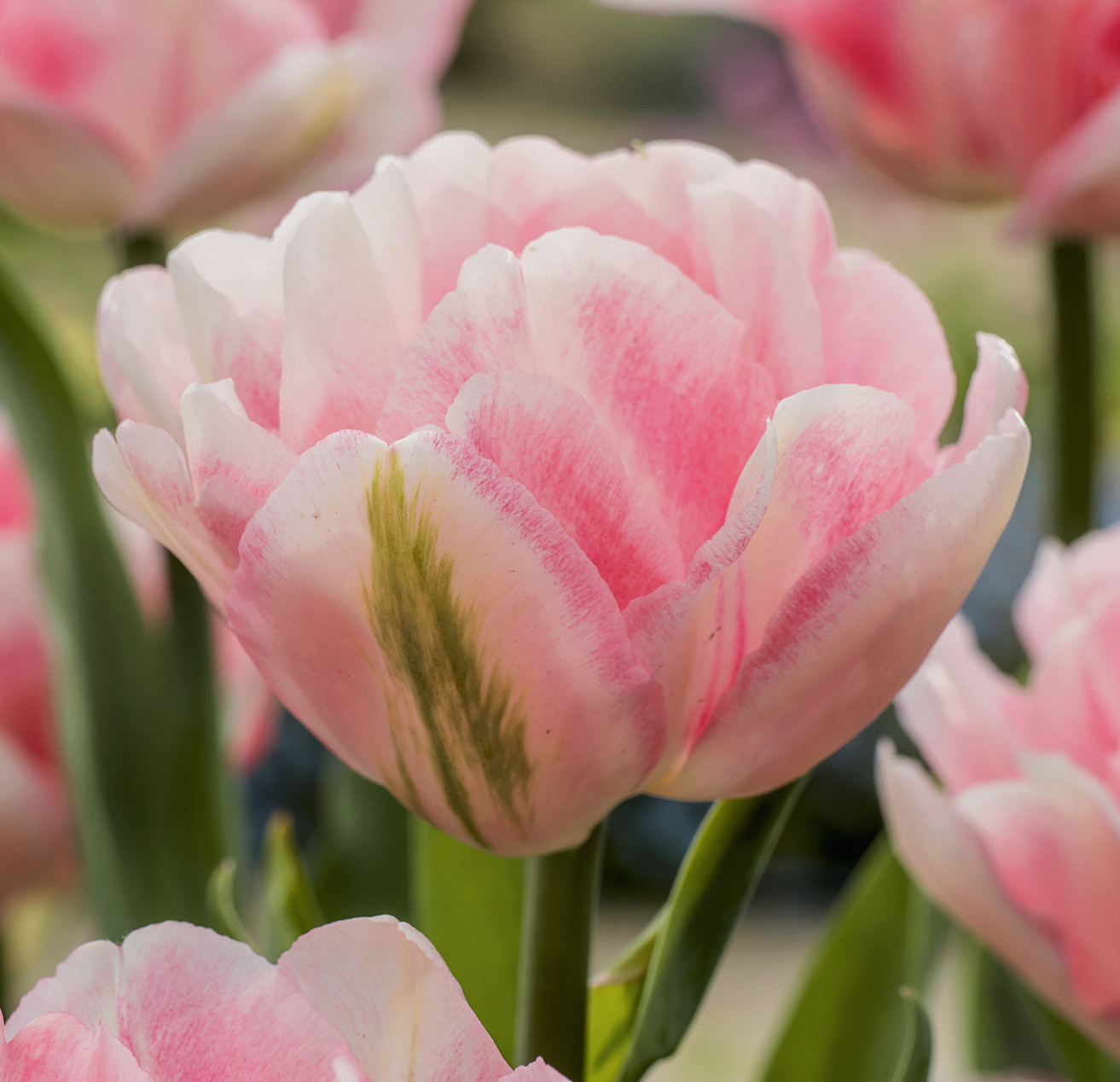Nahaufnahme einer gefüllten rosa-weißen Tulpenblüte mit zarten Farbübergängen und grüner Zeichnung an einem Blütenblatt, unscharfer Gartenhintergrund
