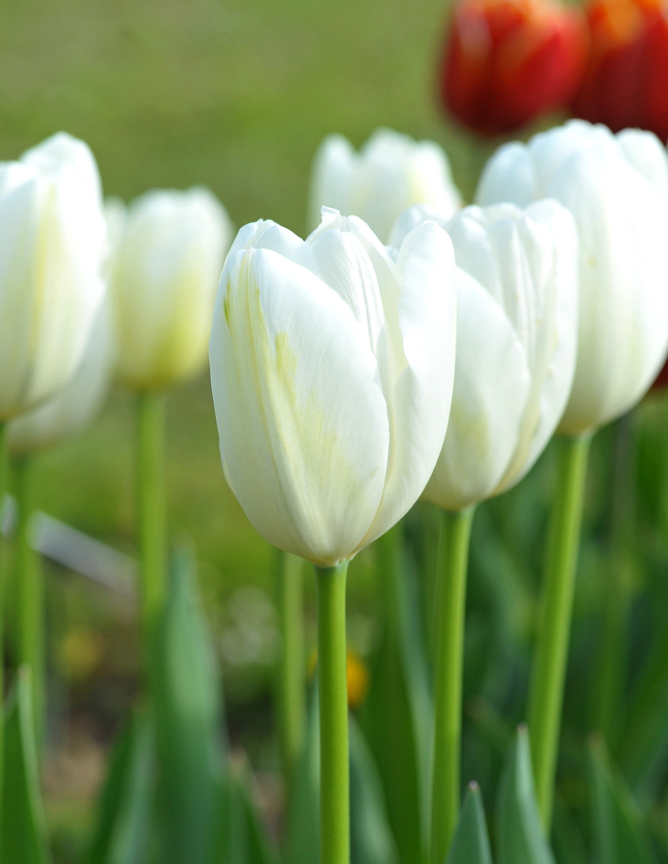 Nahaufnahme mehrerer weißer Tulpen im Freien, eine einzelne Blüte klar im Fokus, grüne Stängel und Blätter, unscharfer Hintergrund
