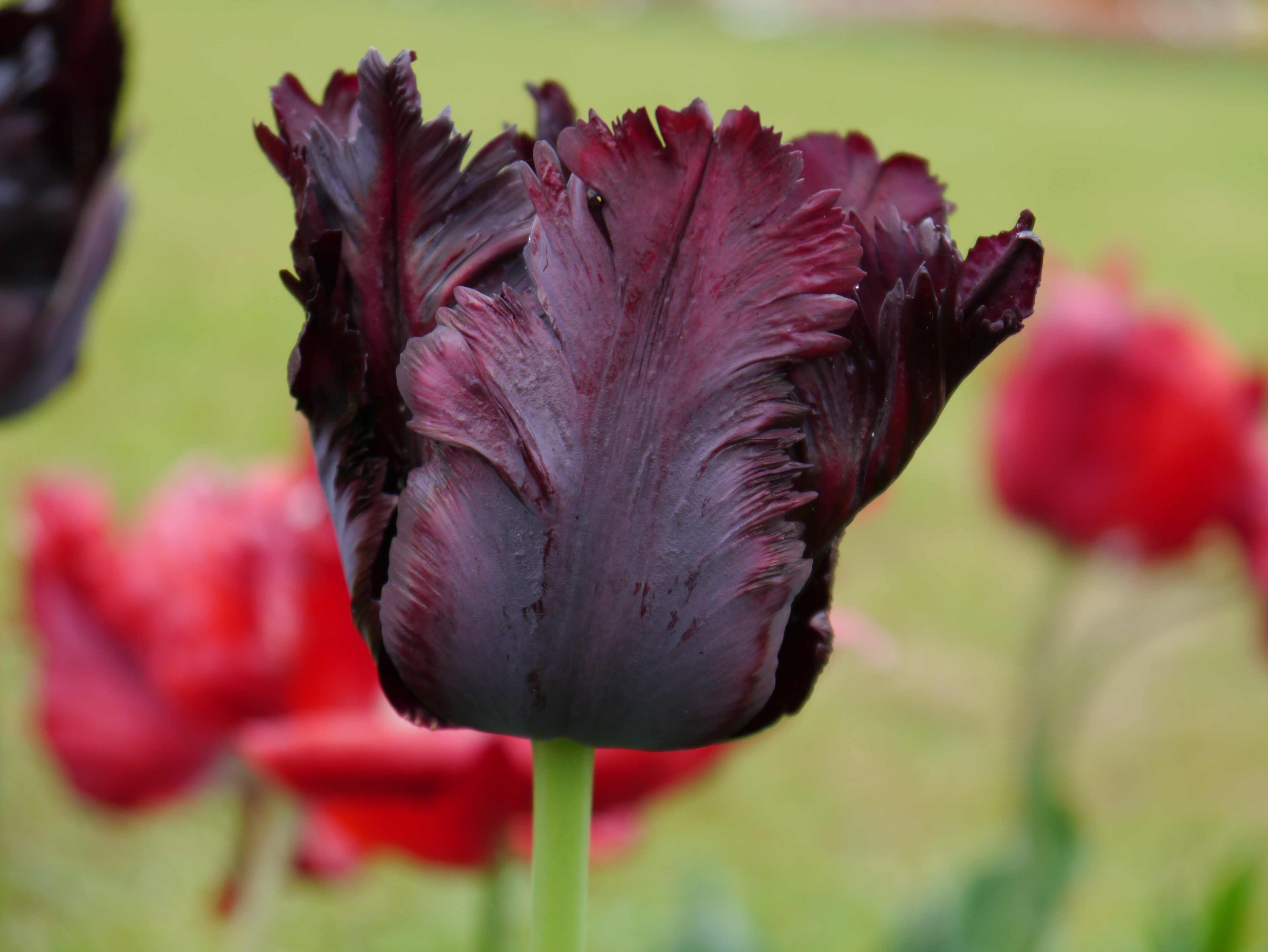 Papagei-Tulpen Black Parrot
