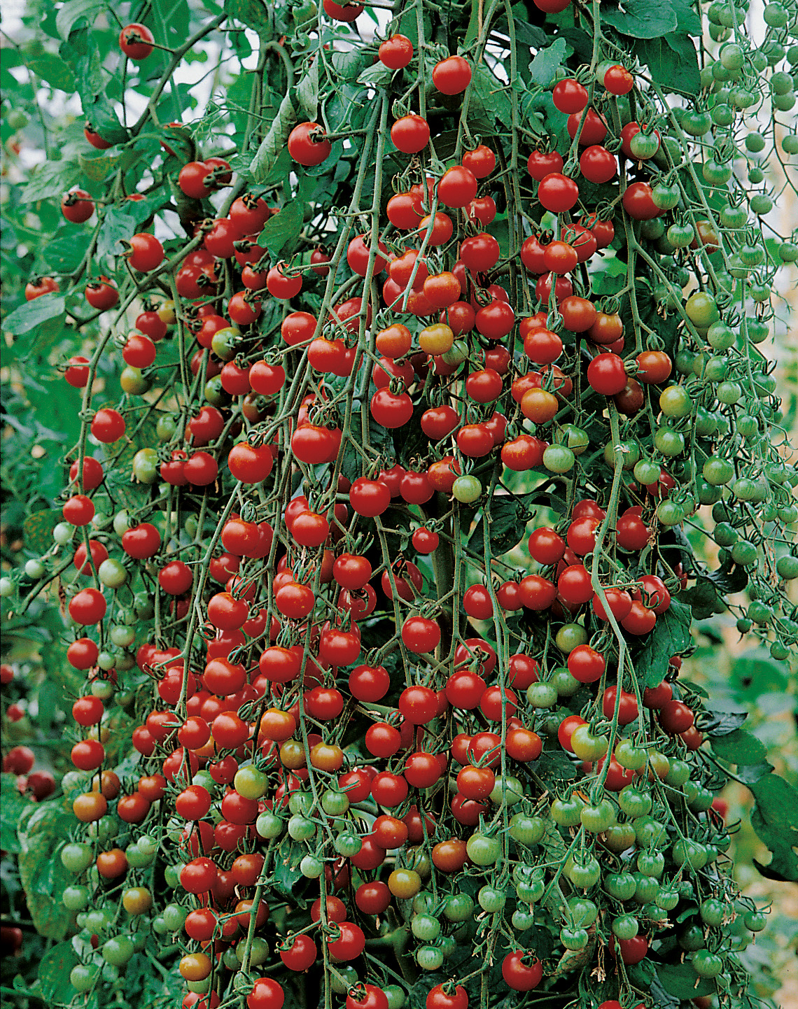 Nahaufnahme von zahlreichen Kirschtomaten an langen Rispen: dichte Trauben mit reifen roten und unreifen grünen Früchten, sichtbare Stängel und Blätter im Hintergrund.