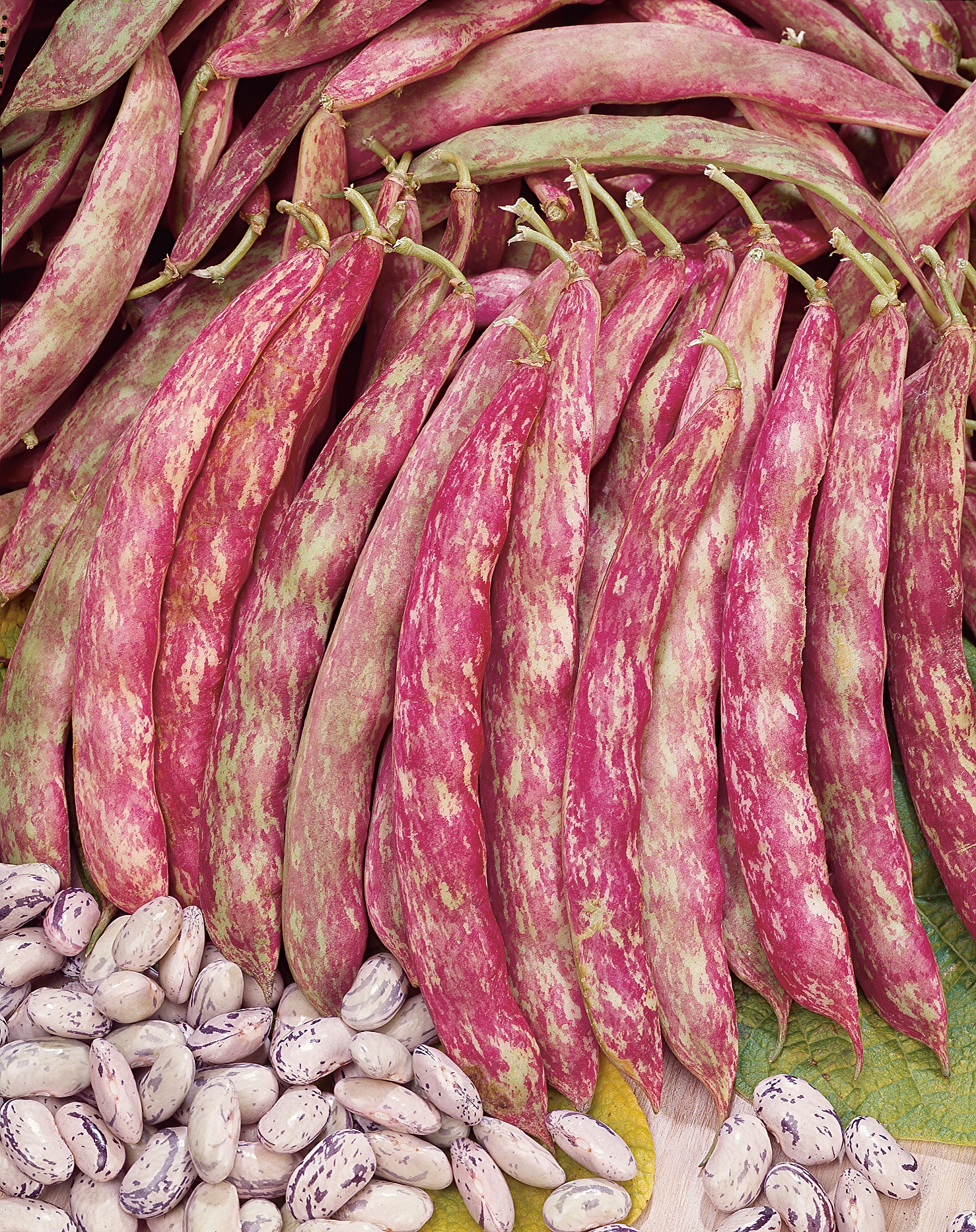 Nahaufnahme von rosa-weiß gesprenkelten Borlotti-Bohnen in Schoten und losen Bohnenkernen auf Holzuntergrund