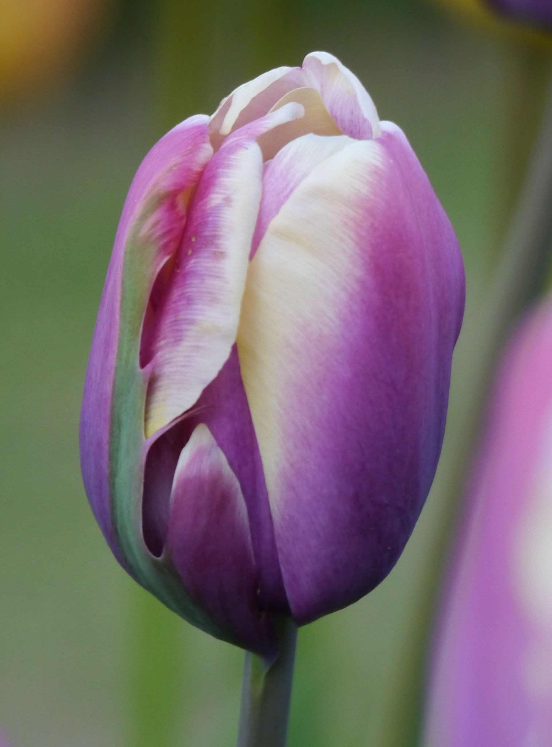 Nahaufnahme der einfachen späten Tulpe Jumbo Beauty mit violetten Blütenblättern und weißem Rand – zweifarbige Schnitt- und Rabattenpflanze für den Garten