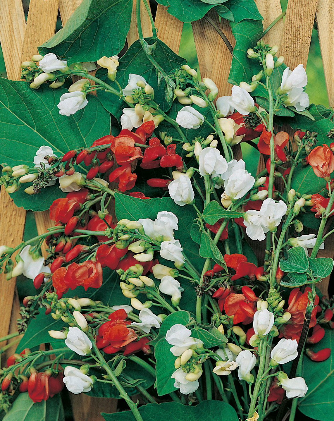 Nahaufnahme von Kletterbohnen mit roten und weißen Blüten, dichten grünen Blättern und einem Holzspalier im Hintergrund.