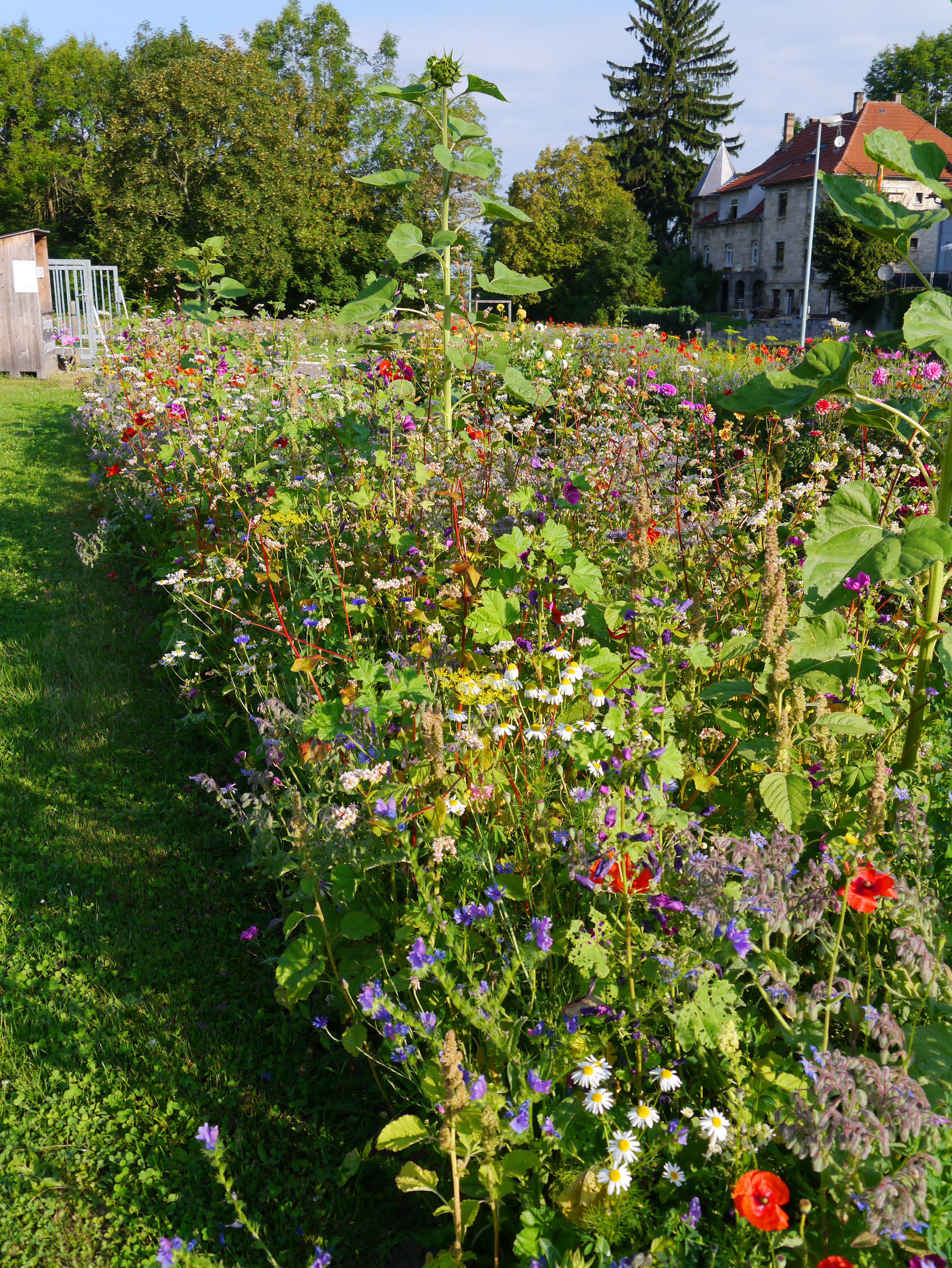 Bunte Wildblumenwiese im Sonnenschein mit Margeriten, Mohn, Kornblumen und weiteren Wildblumen entlang eines Rasengangs; im Hintergrund Bäume, ein Gartenhaus und ein älteres Wohnhaus