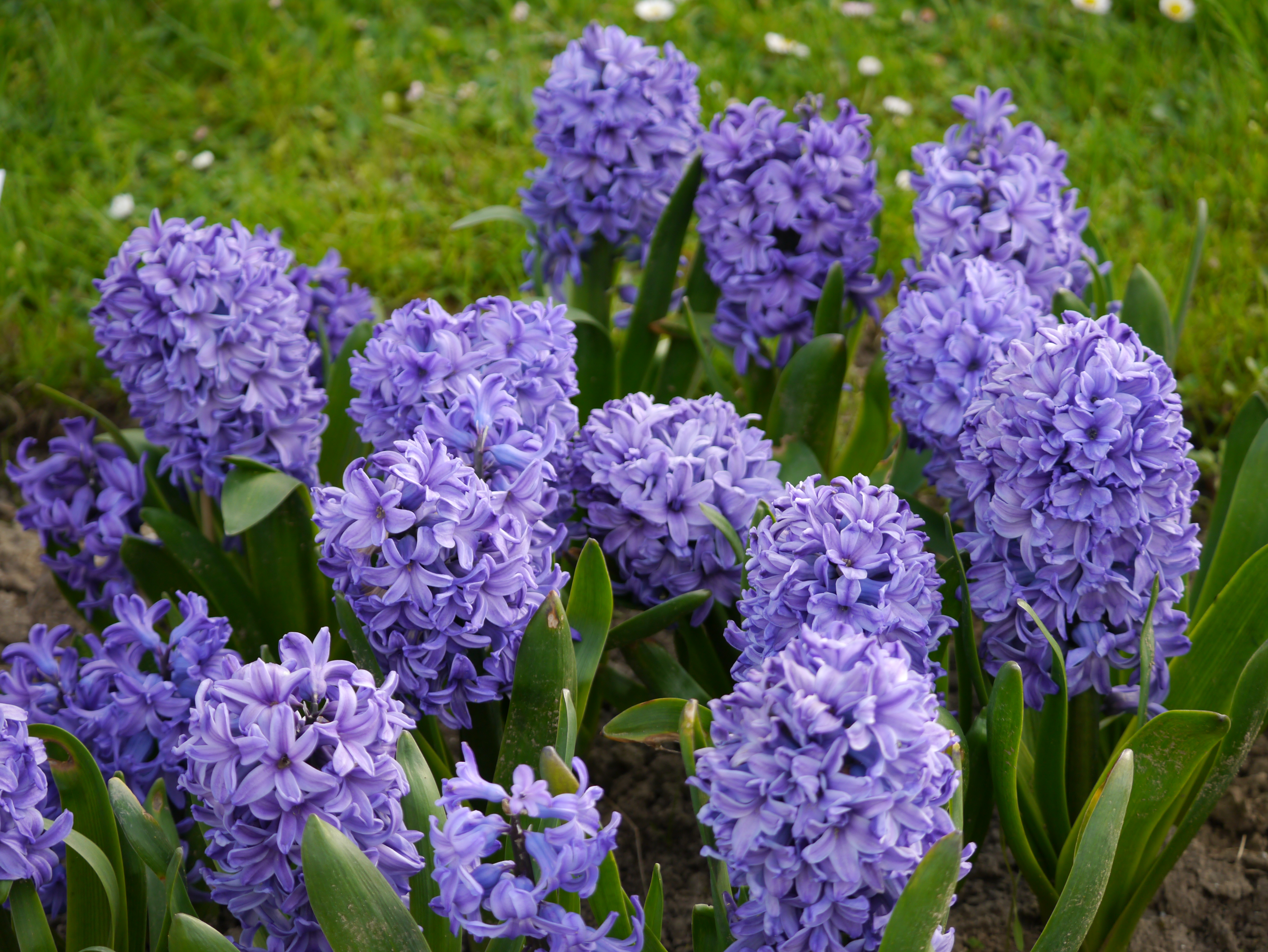 Mehrere lila Hyazinthen mit dichten Blütentrauben und grünen Blättern in einem Beet, Frühlingsrasen im Hintergrund.