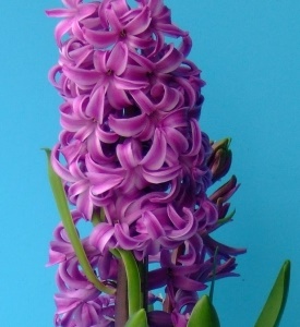 Hyazinthe Purple Sensation mit dichtem, purpurviolettem Blütenstand und grünen Blättern – duftender Frühjahrsblüher für Garten, Topf und Schale