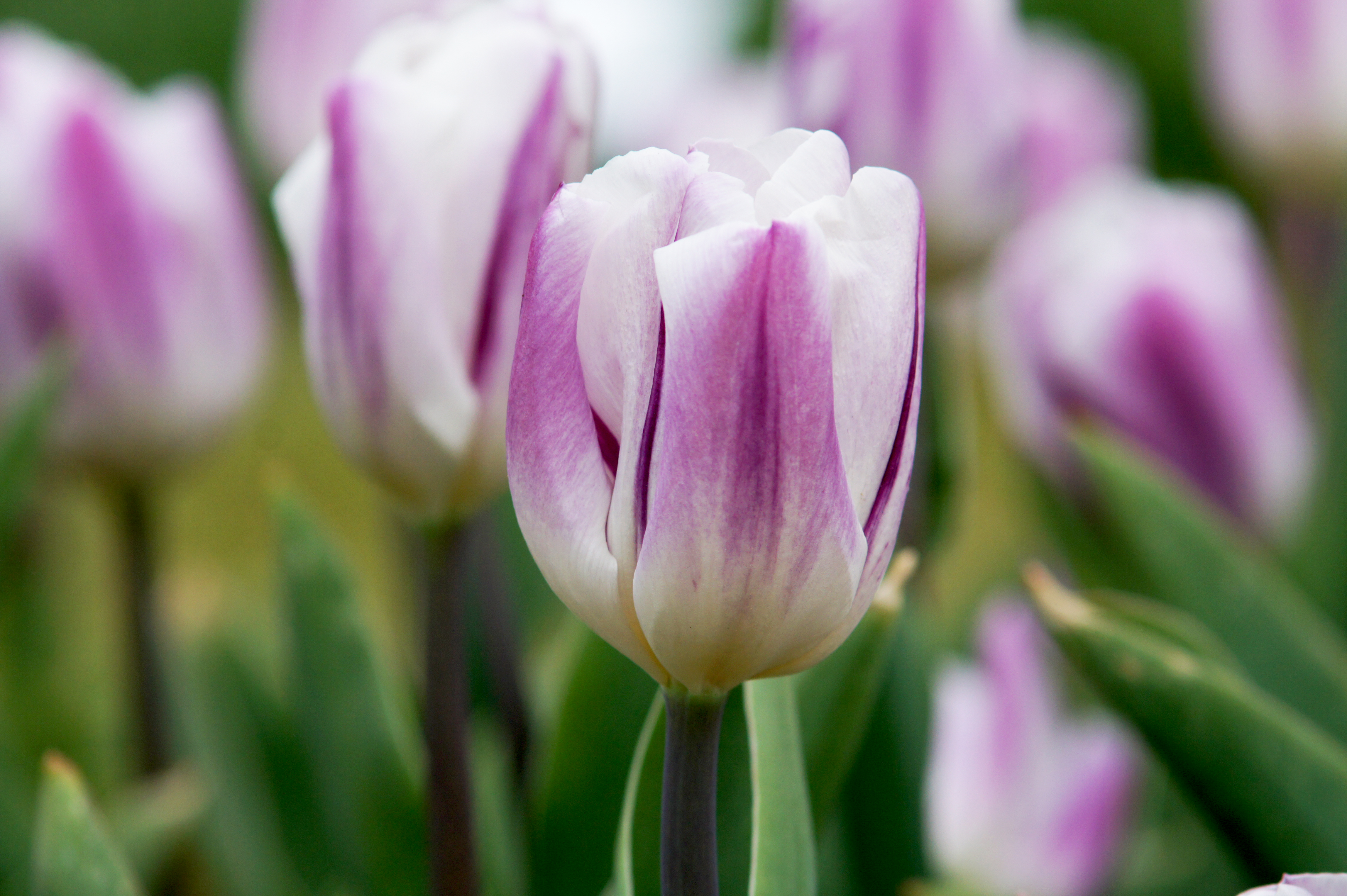 Nahaufnahme einer lila-weißen Tulpe mit zarten Blütenblättern und unscharfem grünen Hintergrund