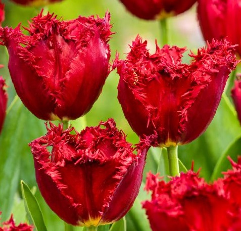 Detailaufnahme von flauschigen roten Tulpen mit franjierter Blüte im Garten