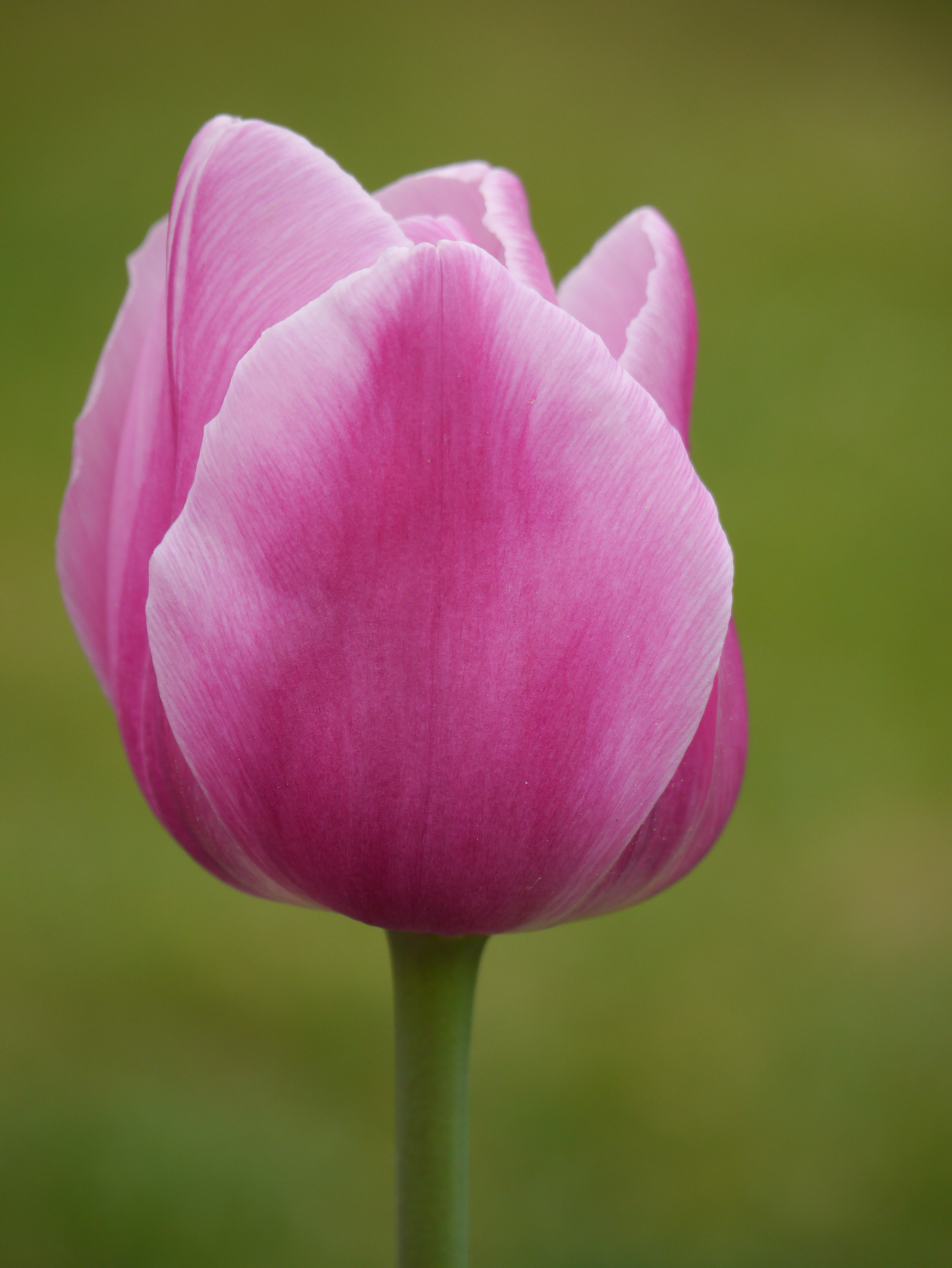 Nahaufnahme einer einzelnen rosa Tulpe mit zarten, leicht geöffneten Blütenblättern vor unscharfem, grünem Hintergrund.