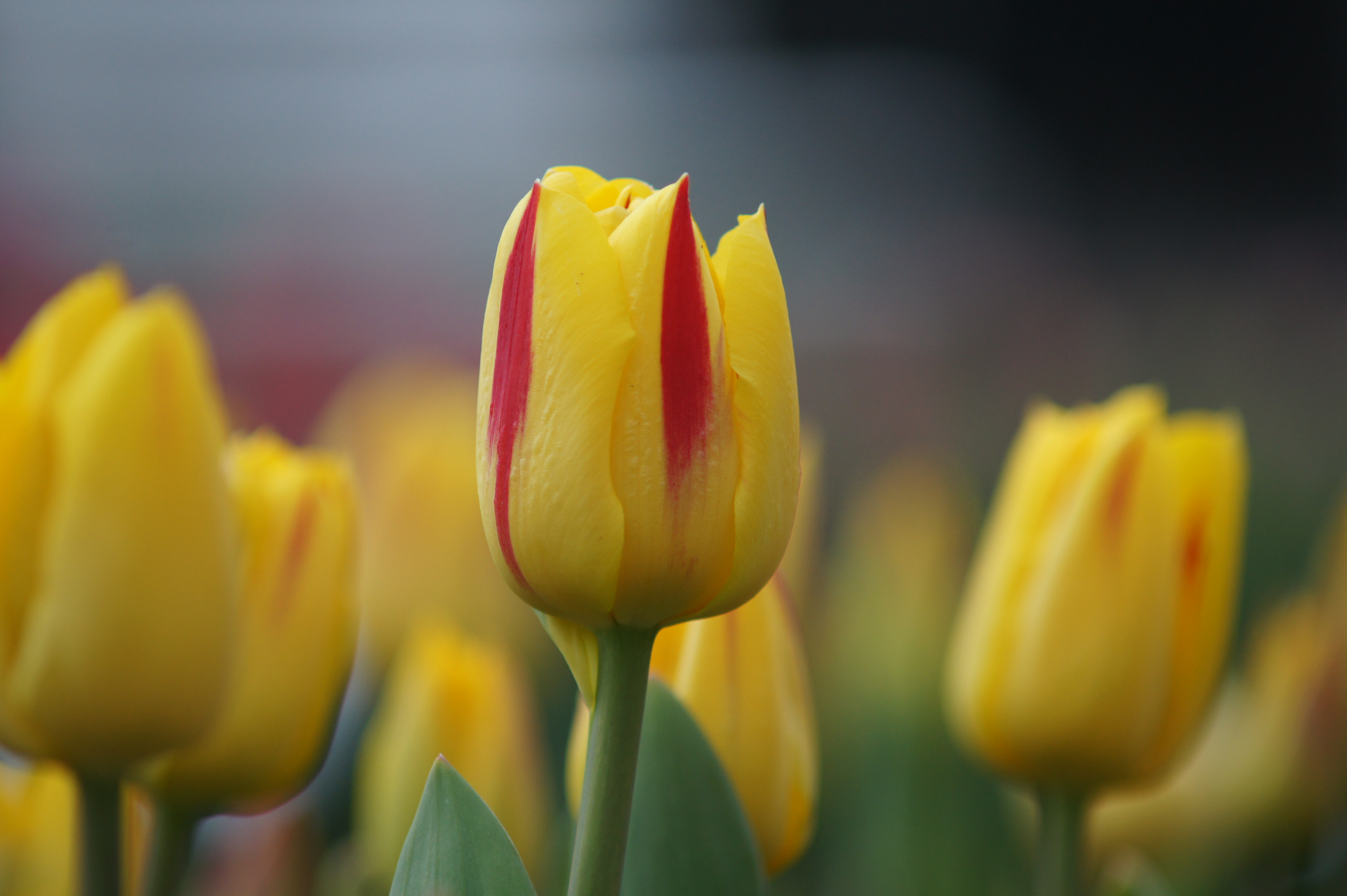 Nahaufnahme einer gelben Tulpe mit roten Streifen, einzelne Blüte mit grünem Stiel vor unscharfem Feld weiterer gelber Tulpen