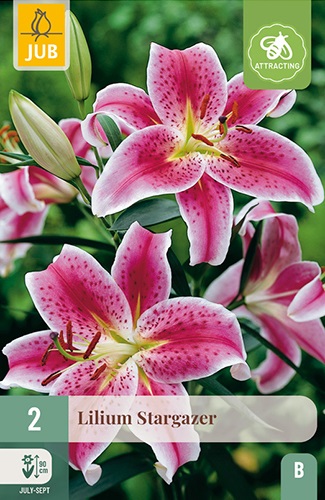 Lilie orientalisch Stargazer