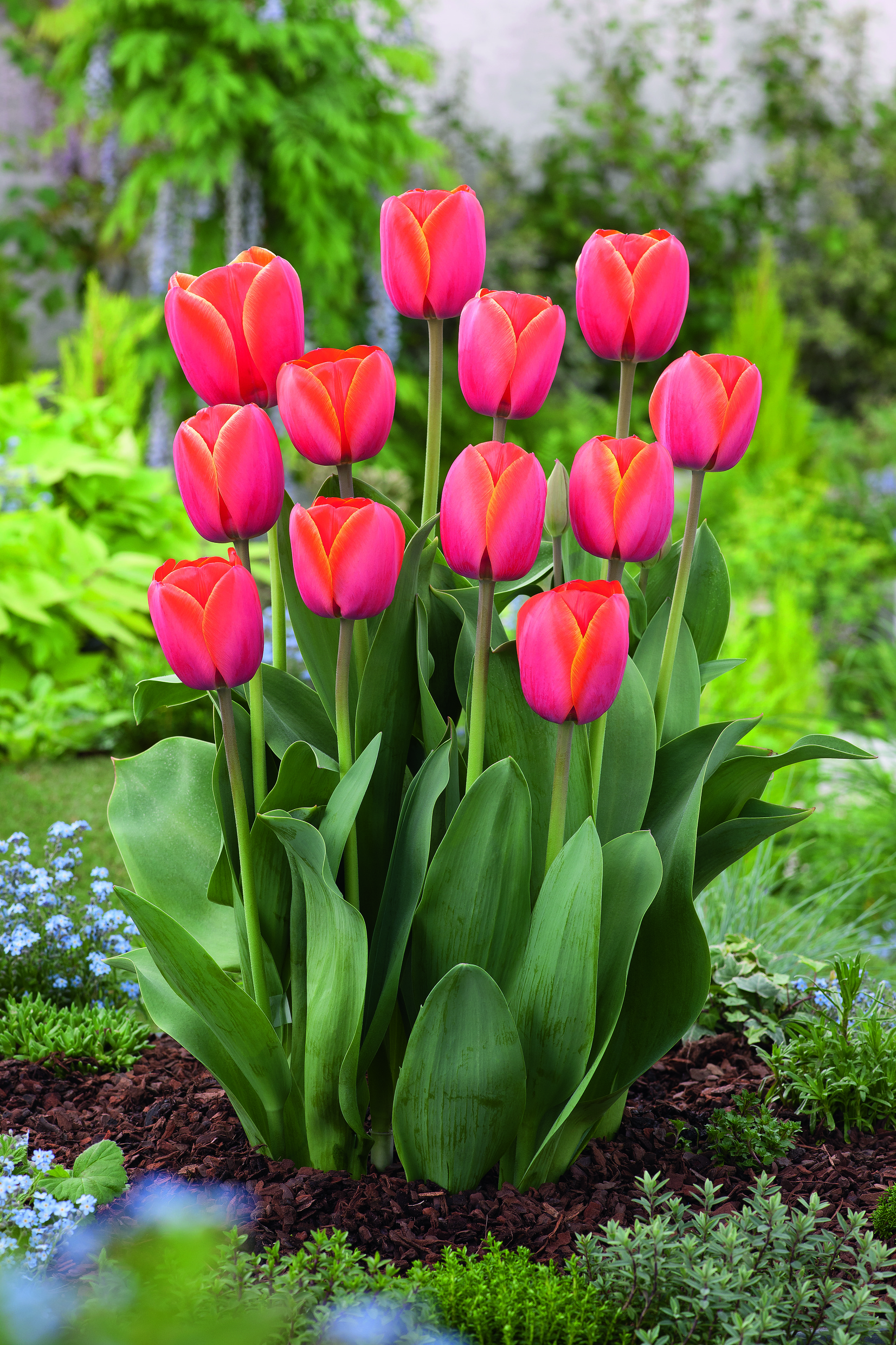 Mehrere leuchtend rot-pinke Tulpen in einem Gartenbeet, aufrechten Stielen und großen grünen Blättern, umgeben von Bodendeckern und Mulch, unscharfer grüner Hintergrund