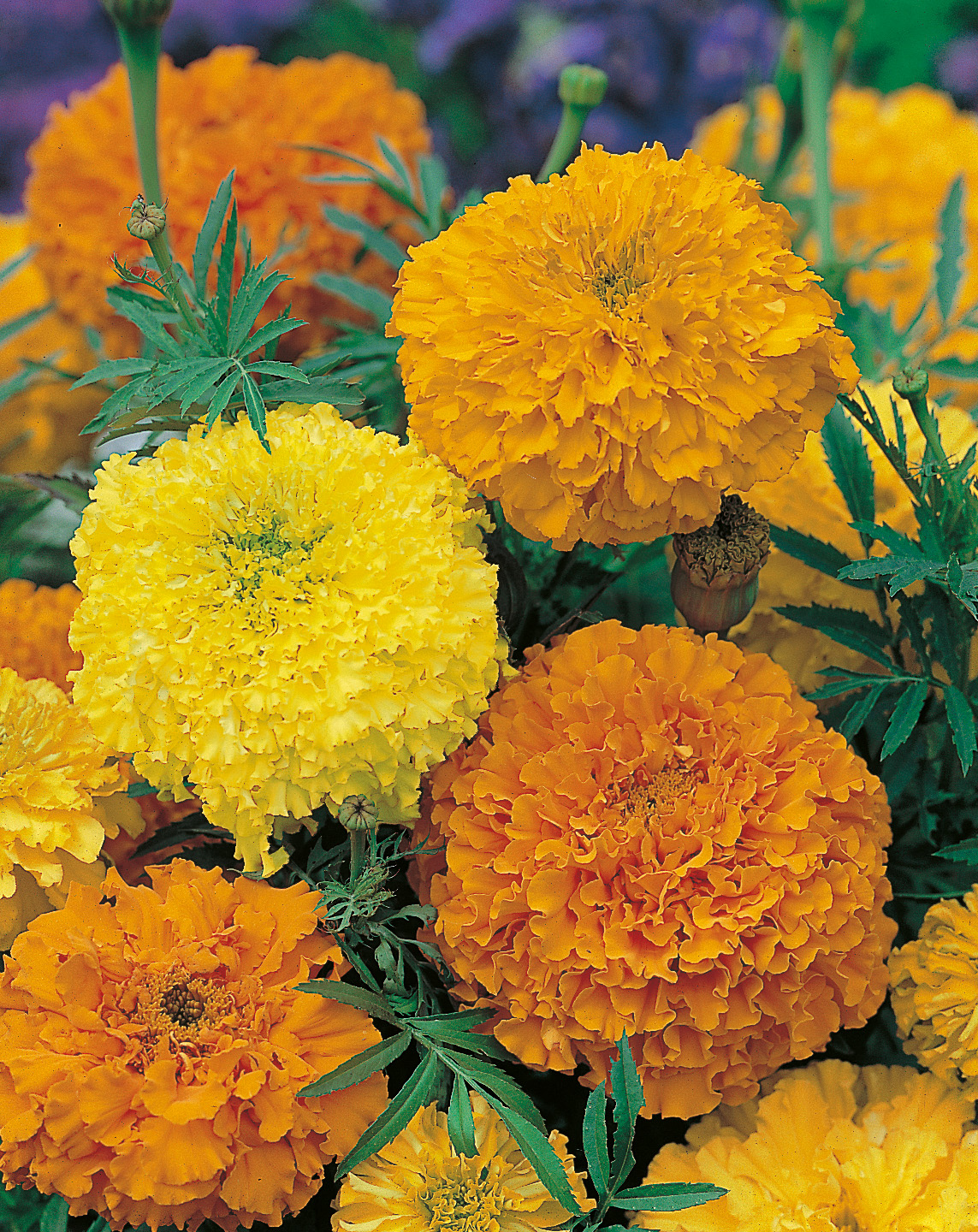 Nahaufnahme gefüllter gelber und oranger Tagetes (Studentenblumen) mit großen runden Blütenköpfen und gefiederten grünen Blättern