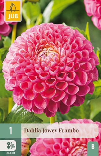 Ball-Dahlie Jowey Frambo