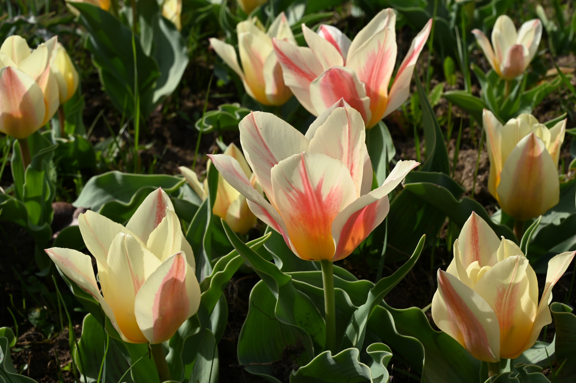 Greigii-Tulpen Serano mit cremeweißen Blüten, rosa Flammen und goldgelber Mitte im Beet – kompakte Frühlingsblüher für Beet und Kübel
