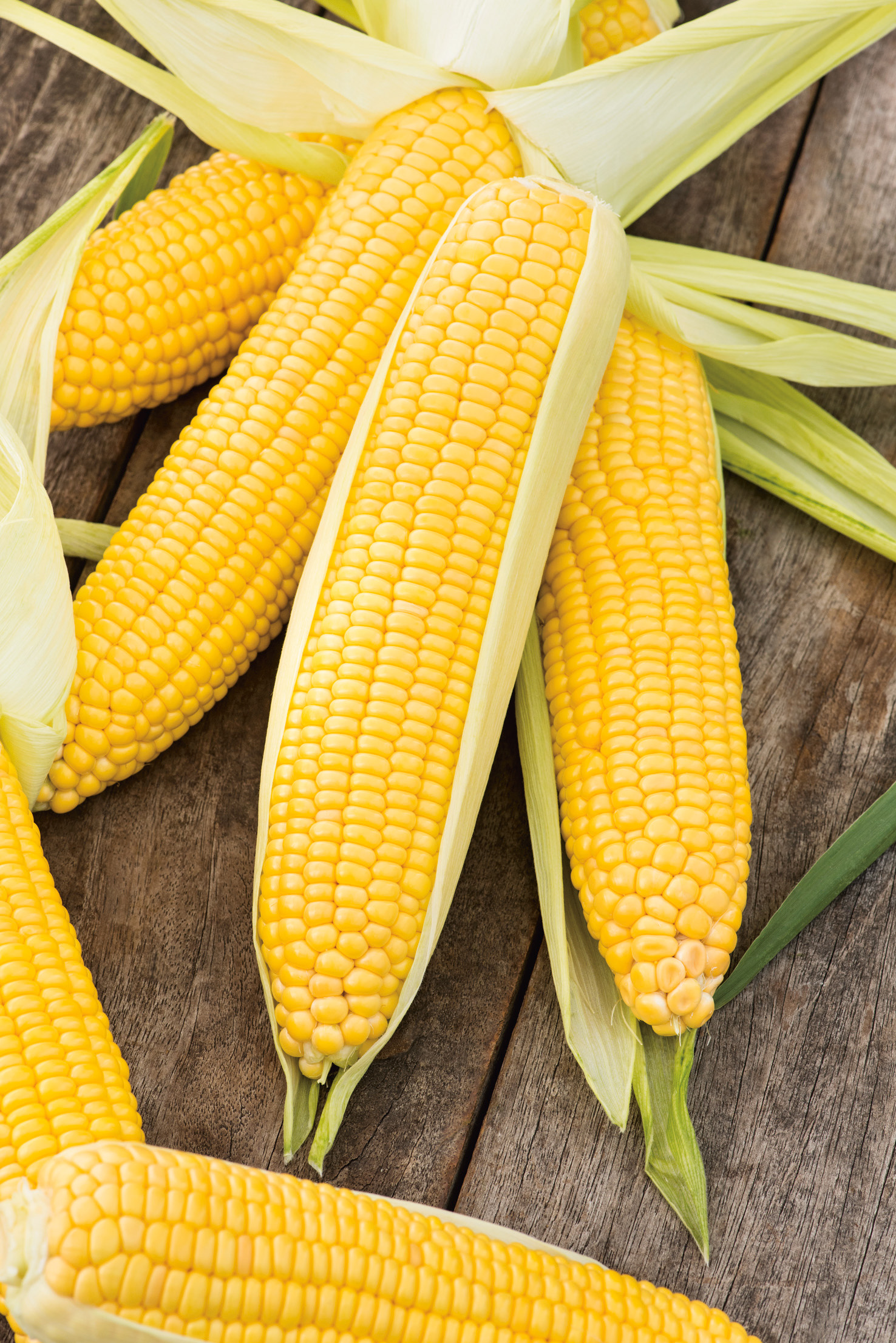 Mehrere goldgelbe Maiskolben mit geöffneten Blättern auf Holztisch – Zuckermais Tasty Sweet F1 von Samen-Fetzer, süß und ideal zum Kochen, Grillen und Einfrieren.