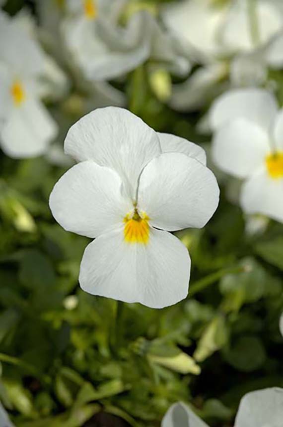 Viola cornuta F1 Twix White Pure mit reinweißer Blüte und gelber Mitte, kompakte, vielblütige Mini-Viola, frühblühend und winterhart für Herbst und Frühjahr