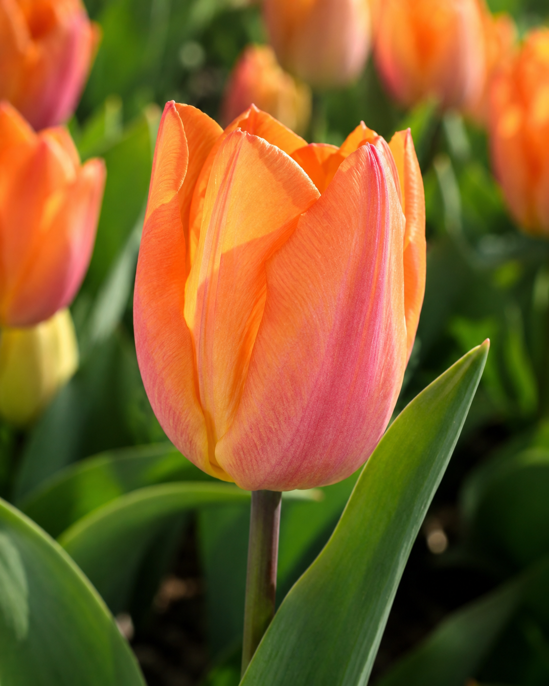 Einfache frühe Tulpen Sunrise Prince