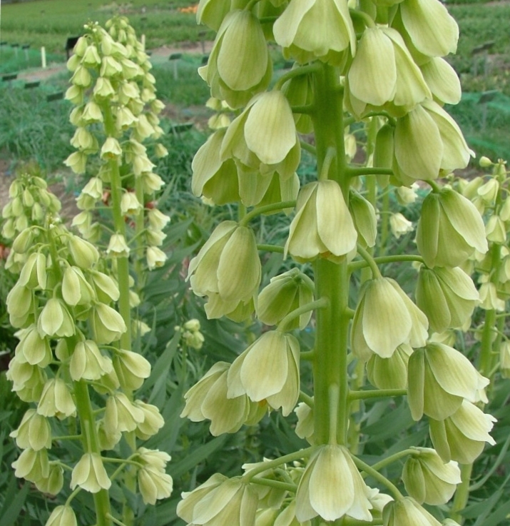 57013_Fritillaria persica Ivory Bells_1 Nahaufnahme mehrstöckiger, grünlich-weißer, hängender Glockenblüten an hohen Stängeln in einem Garten
