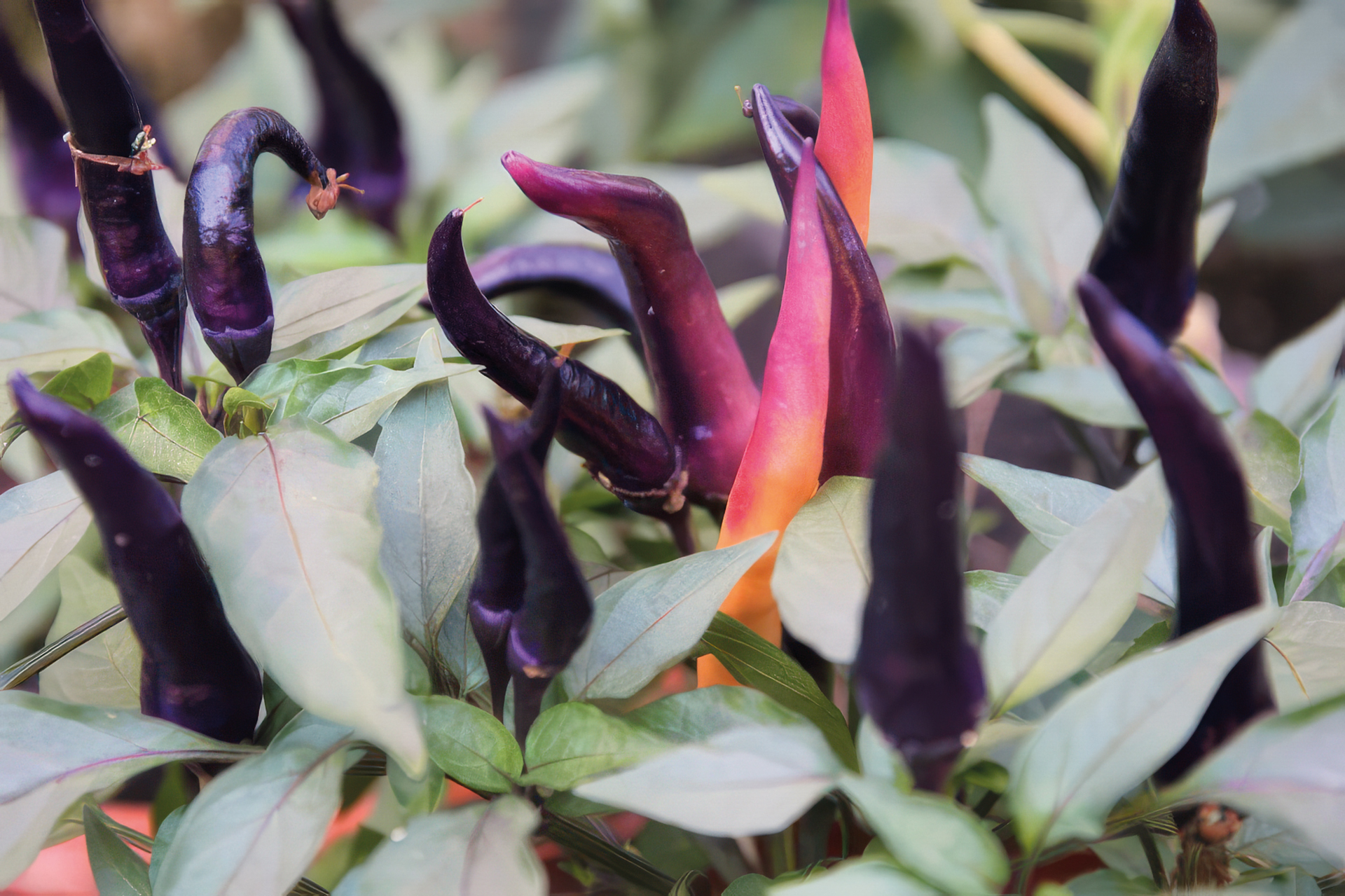 Chili Maya Purple passion