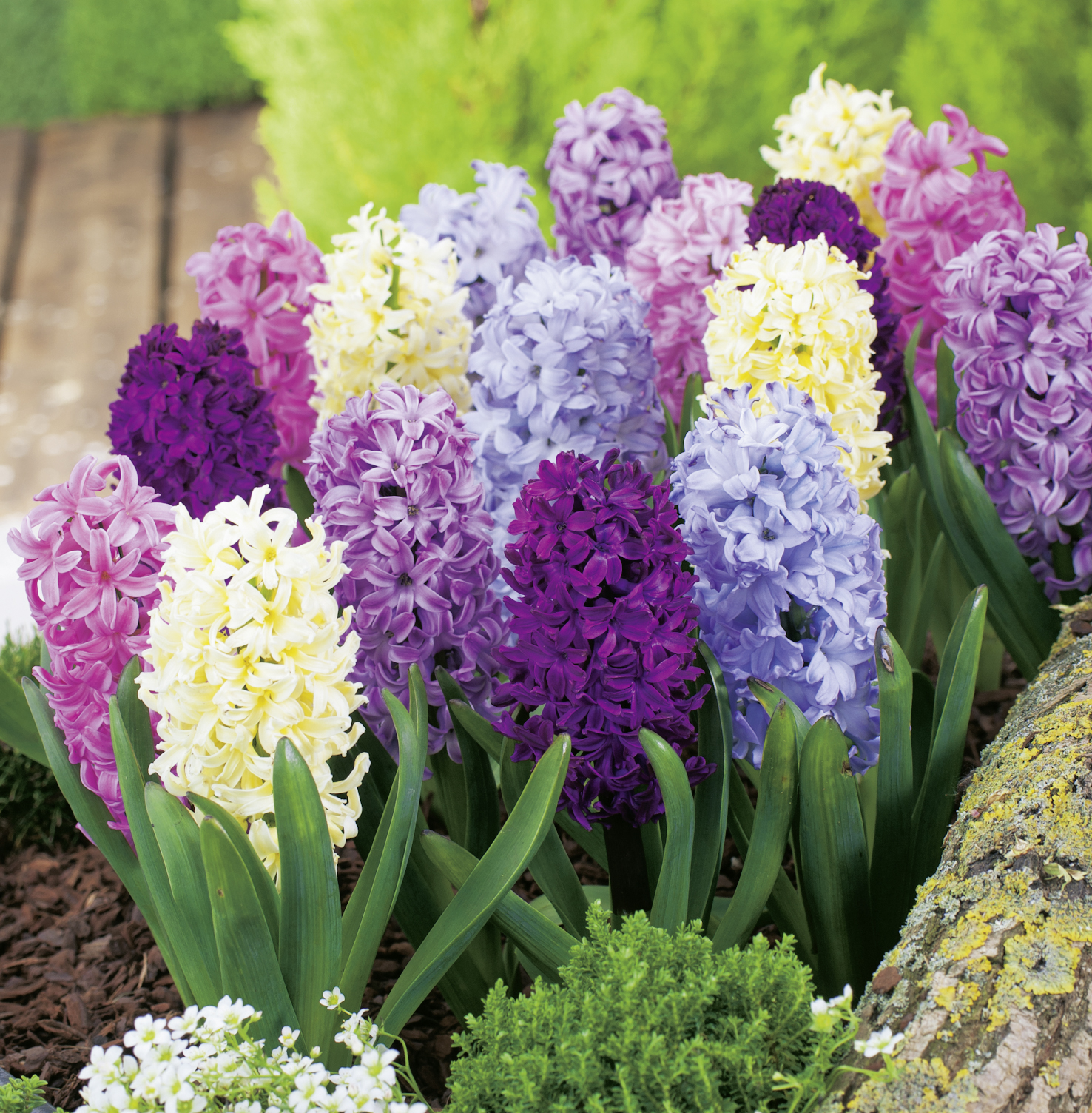 Hyazinthen Mischung mit pinken, weißen, blauen und violetten Blüten im Garten – edle Blumenzwiebeln mit duftender Frühlingsblüte