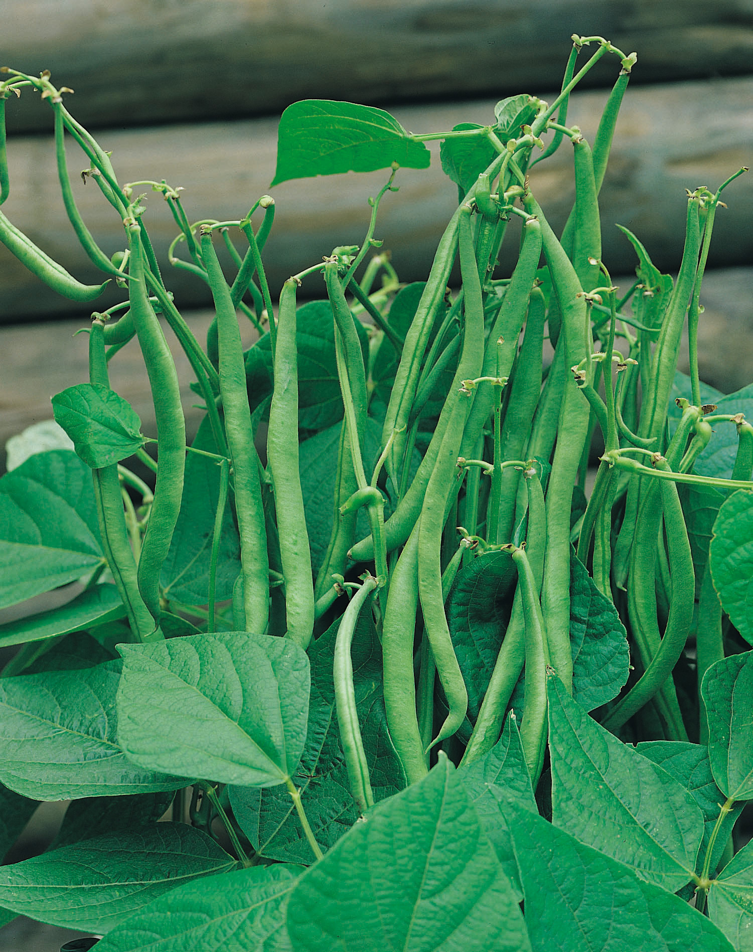 90050_Buschbohnen Maxi Bio Nahaufnahme von frischen grünen Gartenbohnen (Stangenbohnen) an der Pflanze mit großen grünen Blättern