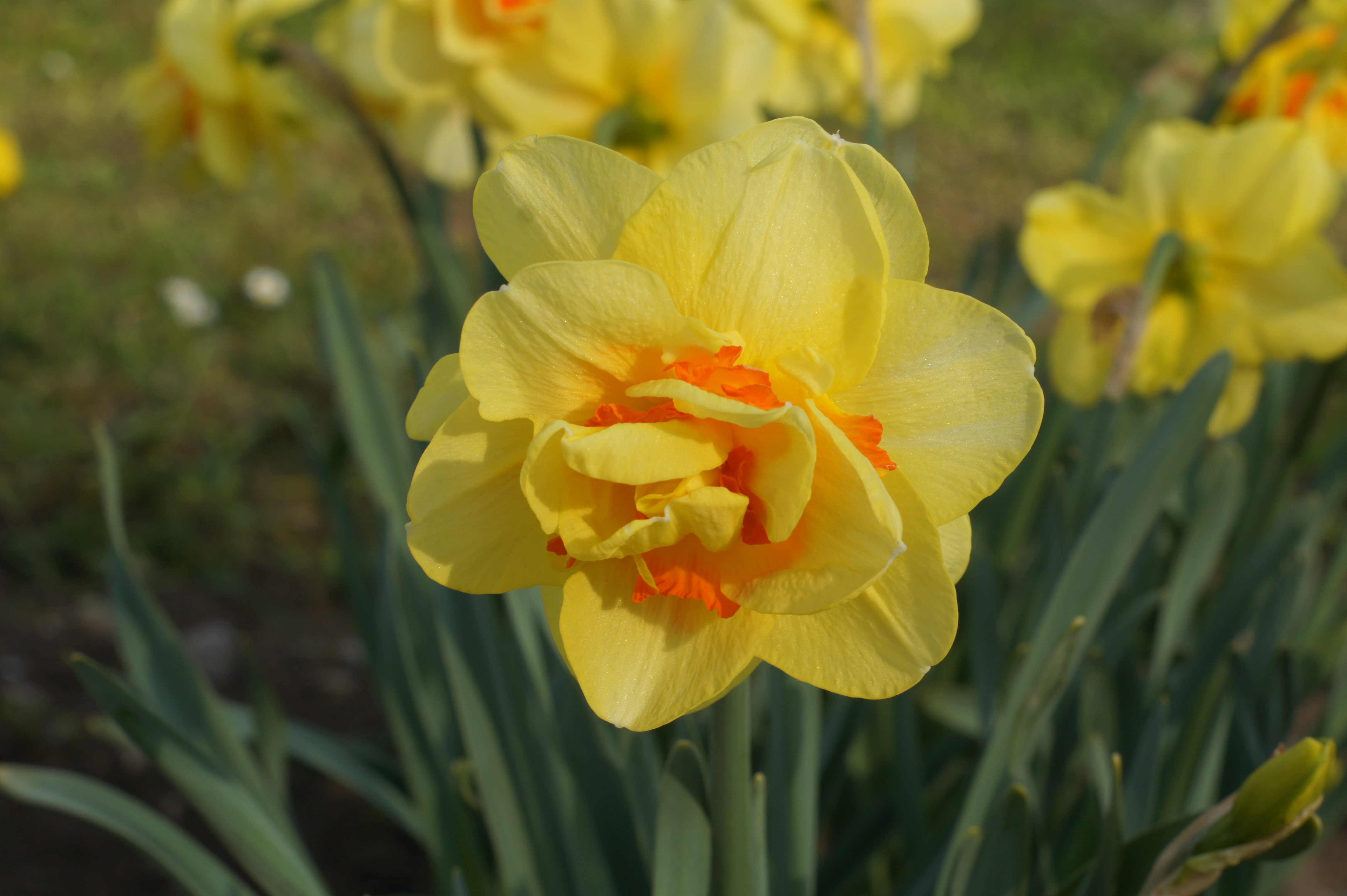 Narzisse in voller Blüte, leuchtend gelb mit orangefarbenem Mittelpunkt, umgeben von grünen Blättern.