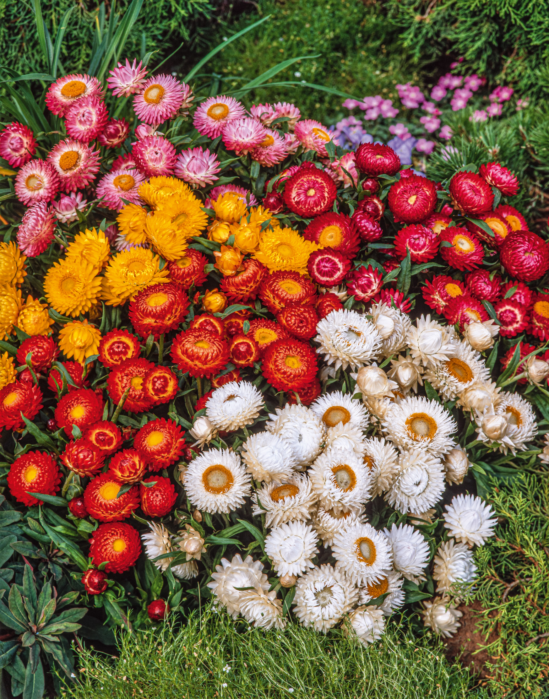 Zwergstrohblumen Bunter Bikini