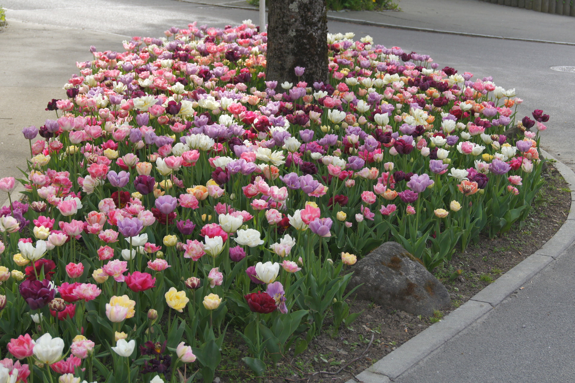 Tulpen-Mischung  Petra Durst Benning