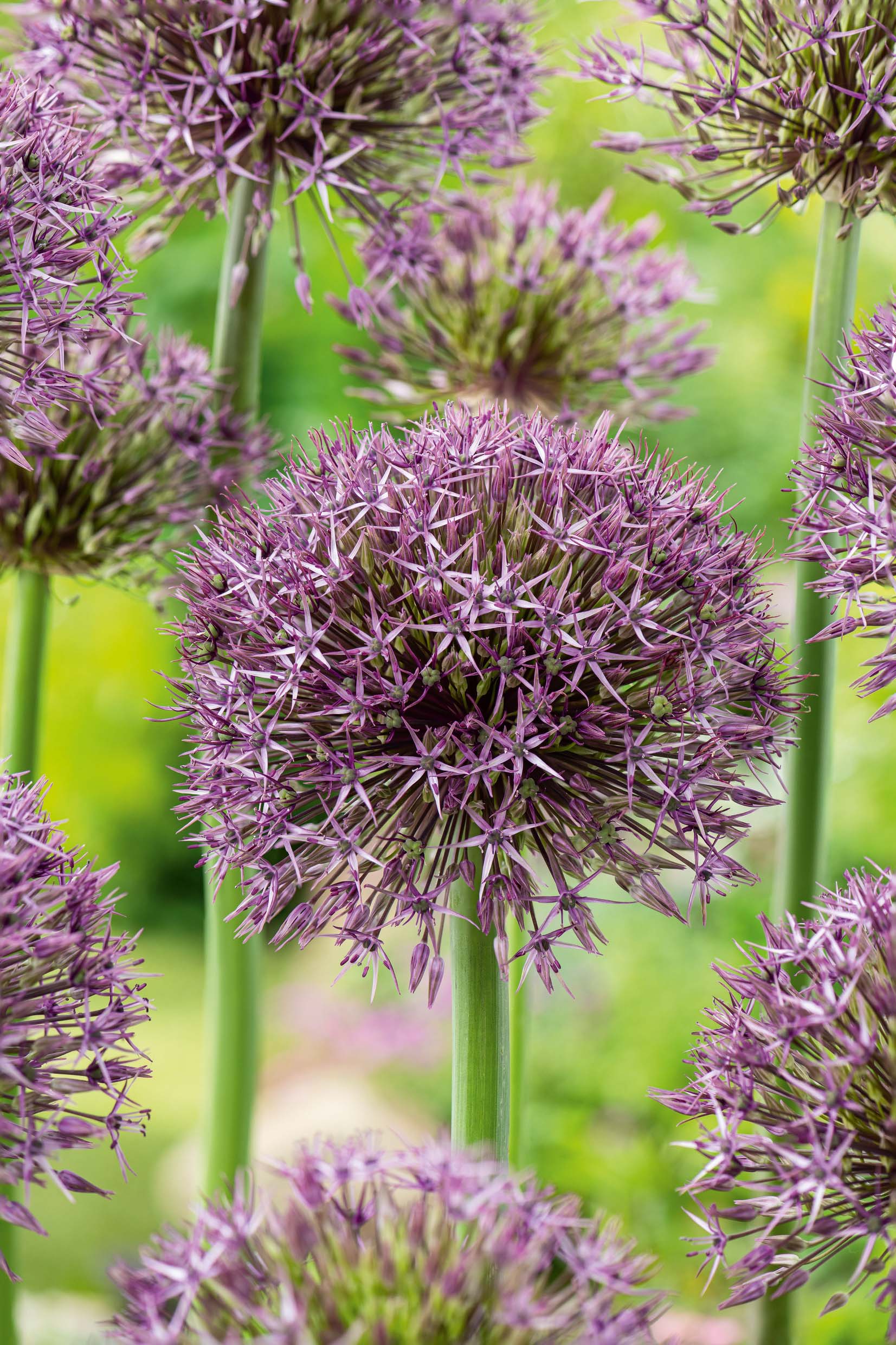 Allium Universe