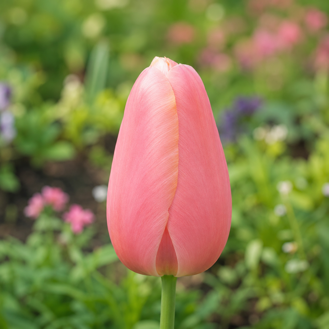 Einfache späte Tulpen Menton