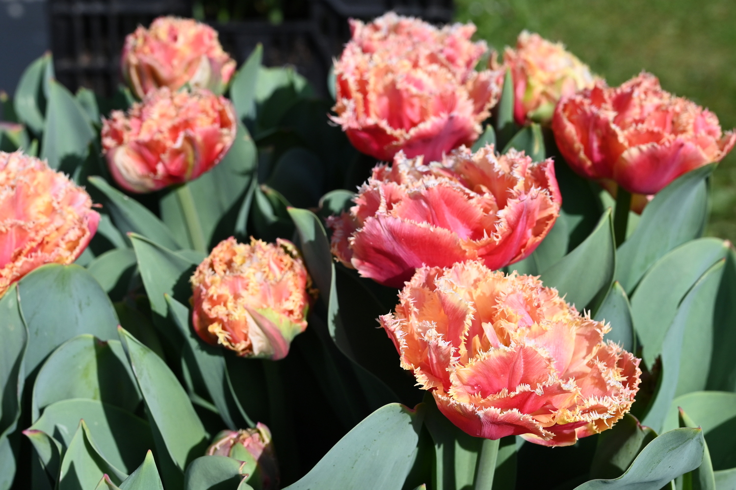 Crispa-Tulpen Brisbane mit dicht gefüllten, apricot-rosa Blüten und gelb gefransten Rändern im Frühlingsbeet