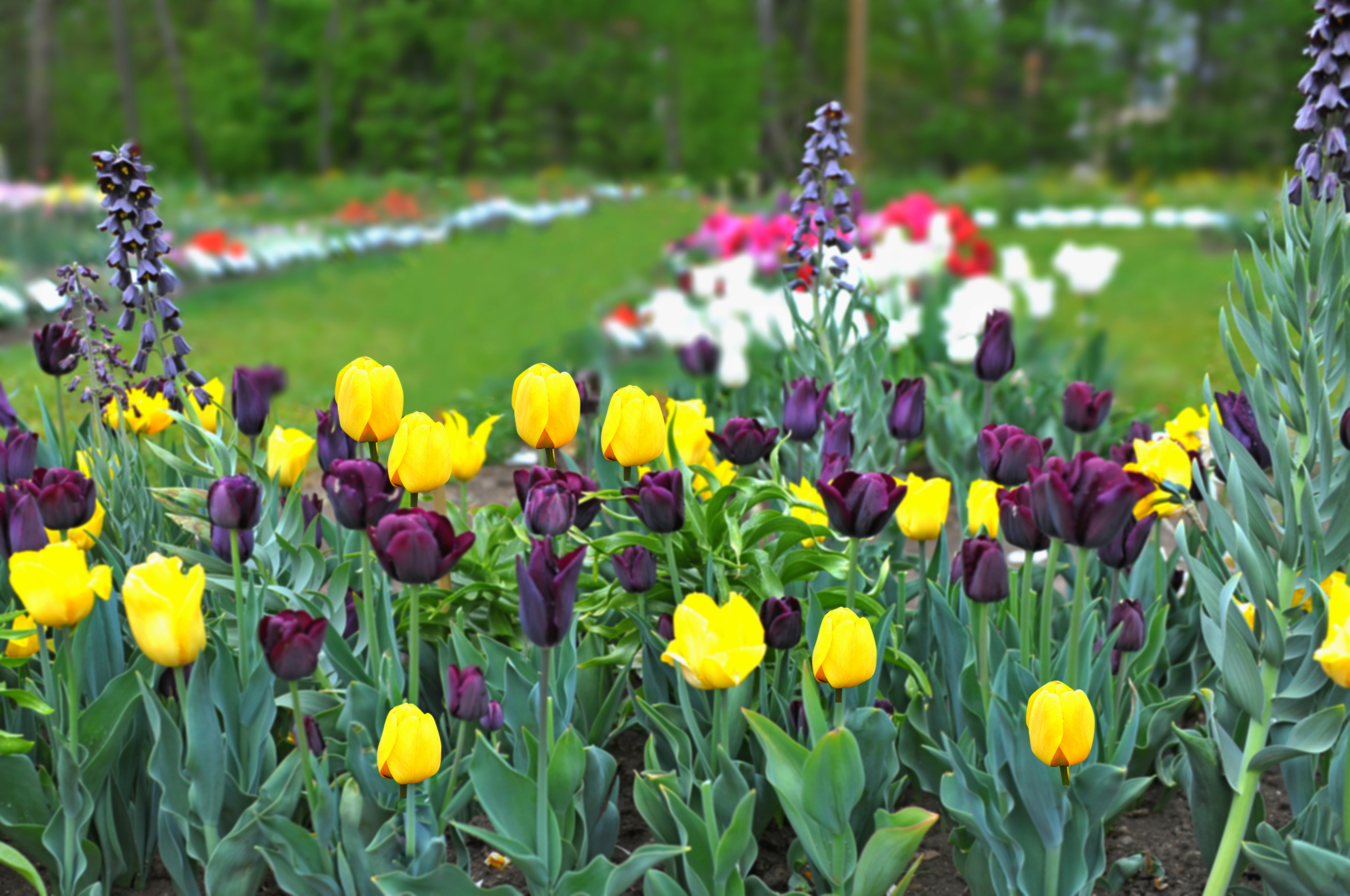 Nahaufnahme von gelben und dunkelvioletten Tulpen in einem Blumenbeet mit grünem, leicht unscharfem Hintergrund